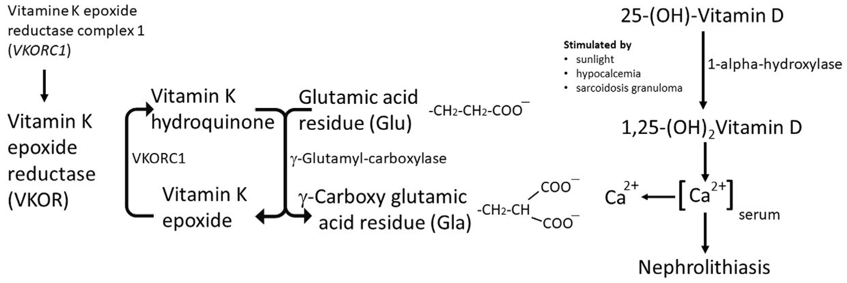 Ijms 25 04448 g001 Ijms 25 04448 g001