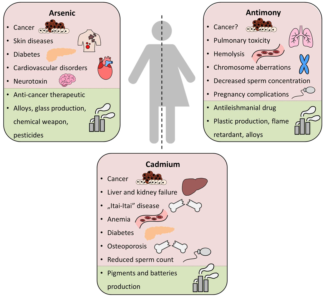 Ijms 25 04450 g001 Ijms 25 04450 g001