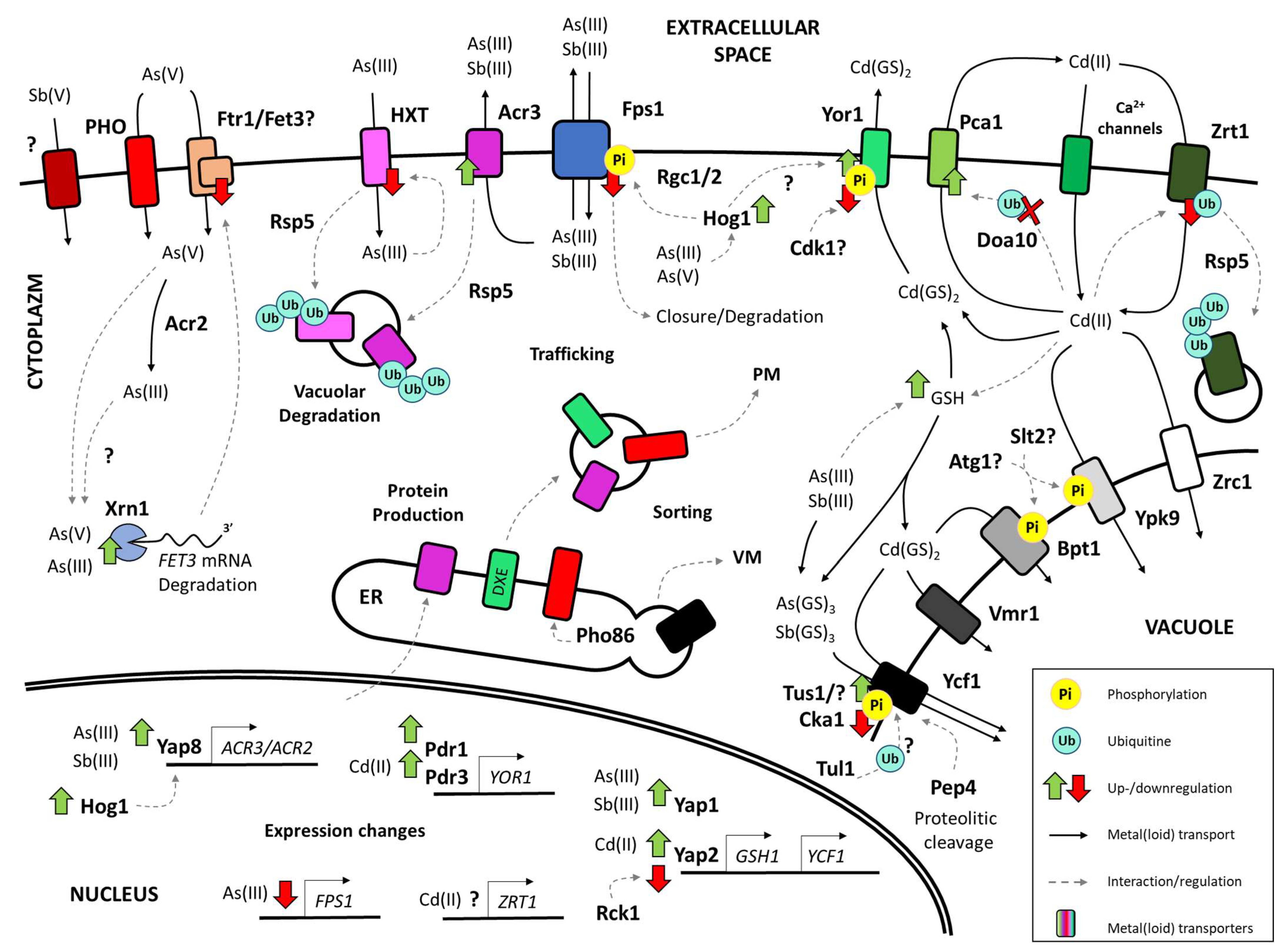 Ijms 25 04450 g002 Ijms 25 04450 g002