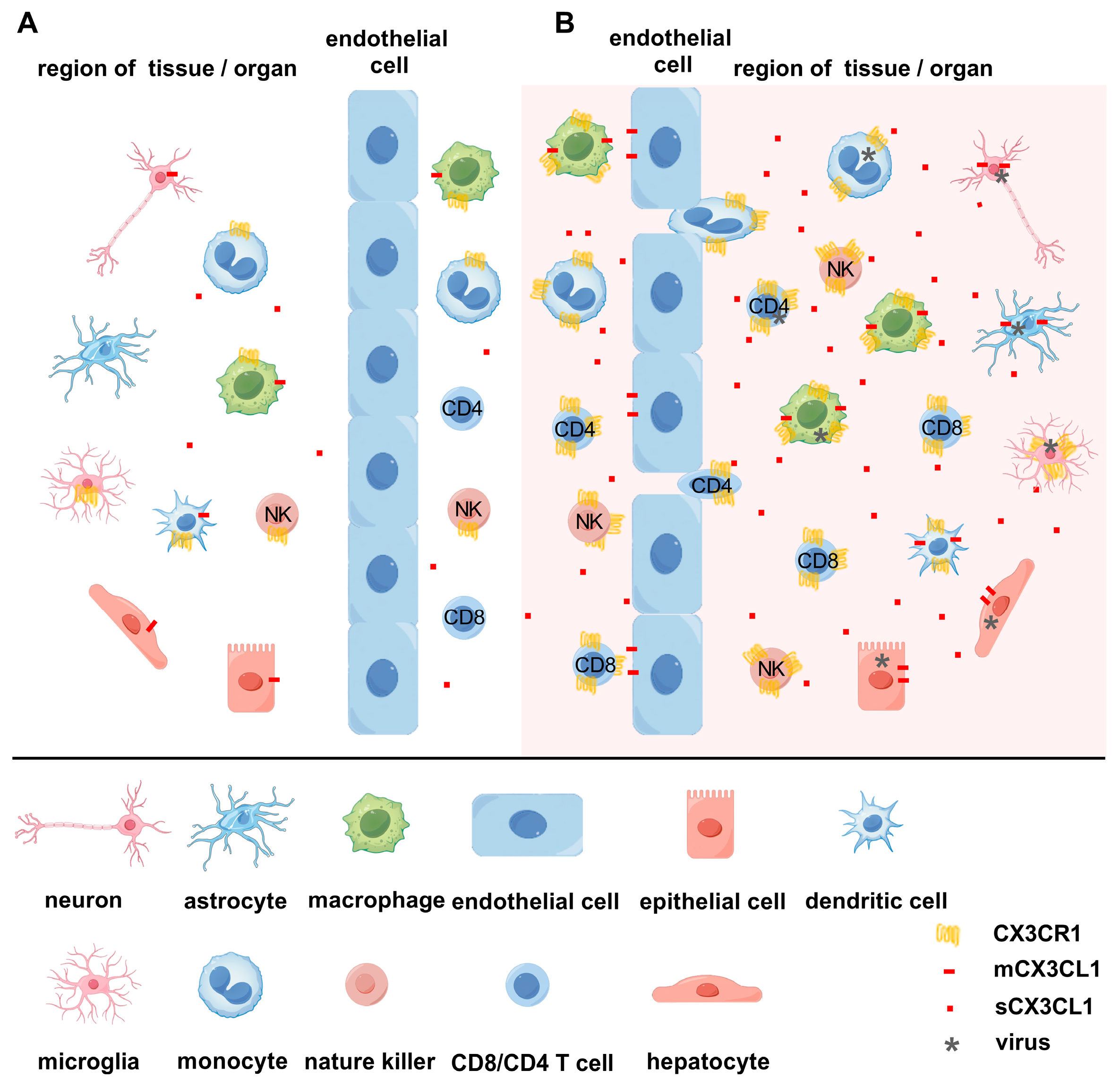 Ijms 25 04451 g001 Ijms 25 04451 g001