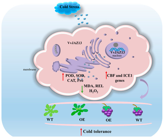 MAO Frontiers | The roles of extracellular vesicles in mental