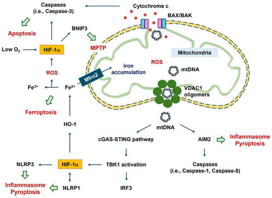 Hypoxia : The Tolerable Limits 低酸素症 許容限界 Inhibition of the hypoxia-inducible factor pathway by a G