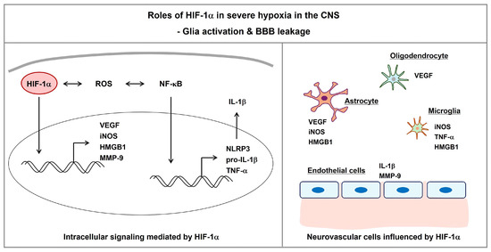 Detrimental Roles of Hypoxia-Inducible Factor-1α in Severe