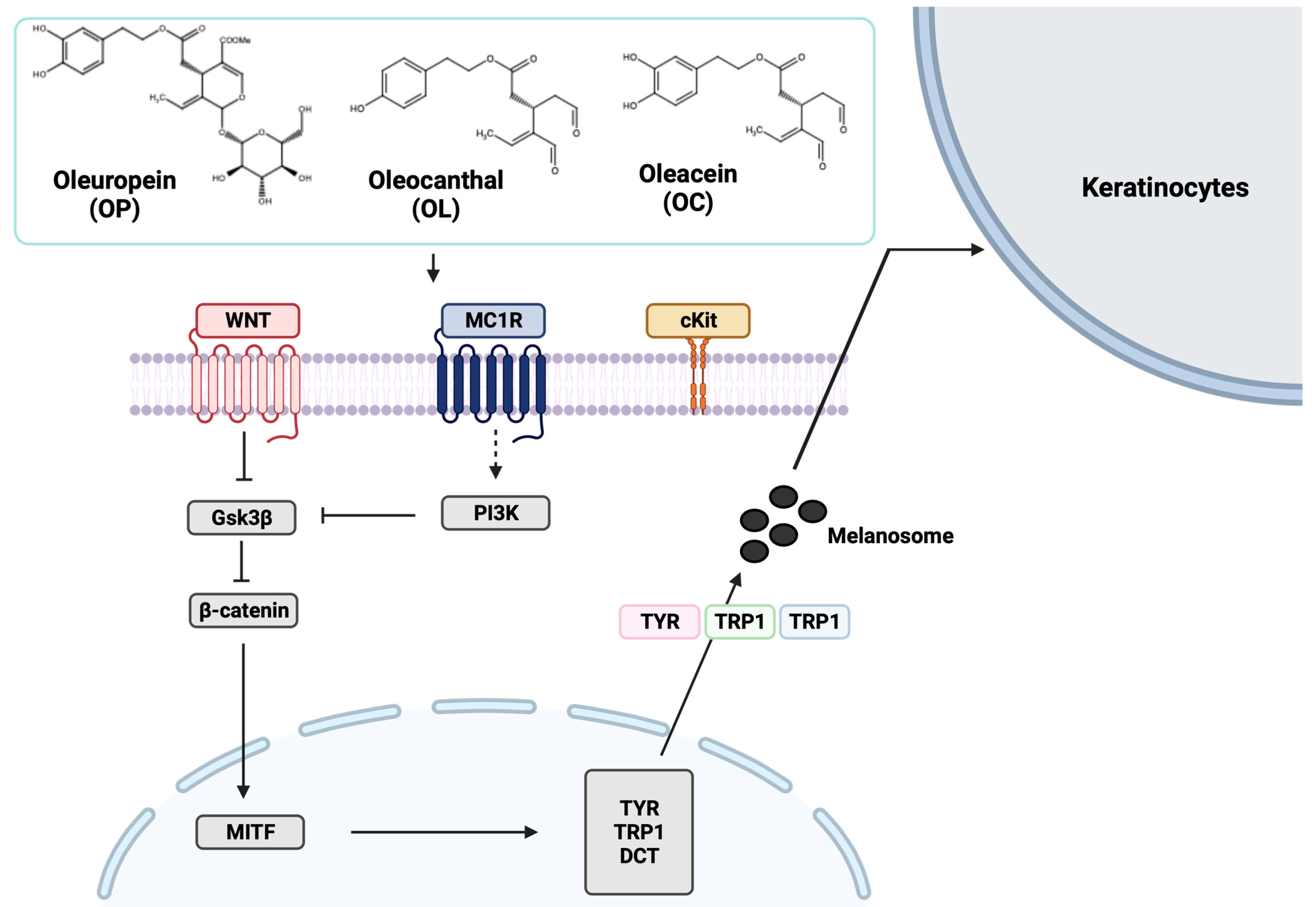 Ijms 25 04479 g010 Ijms 25 04479 g010