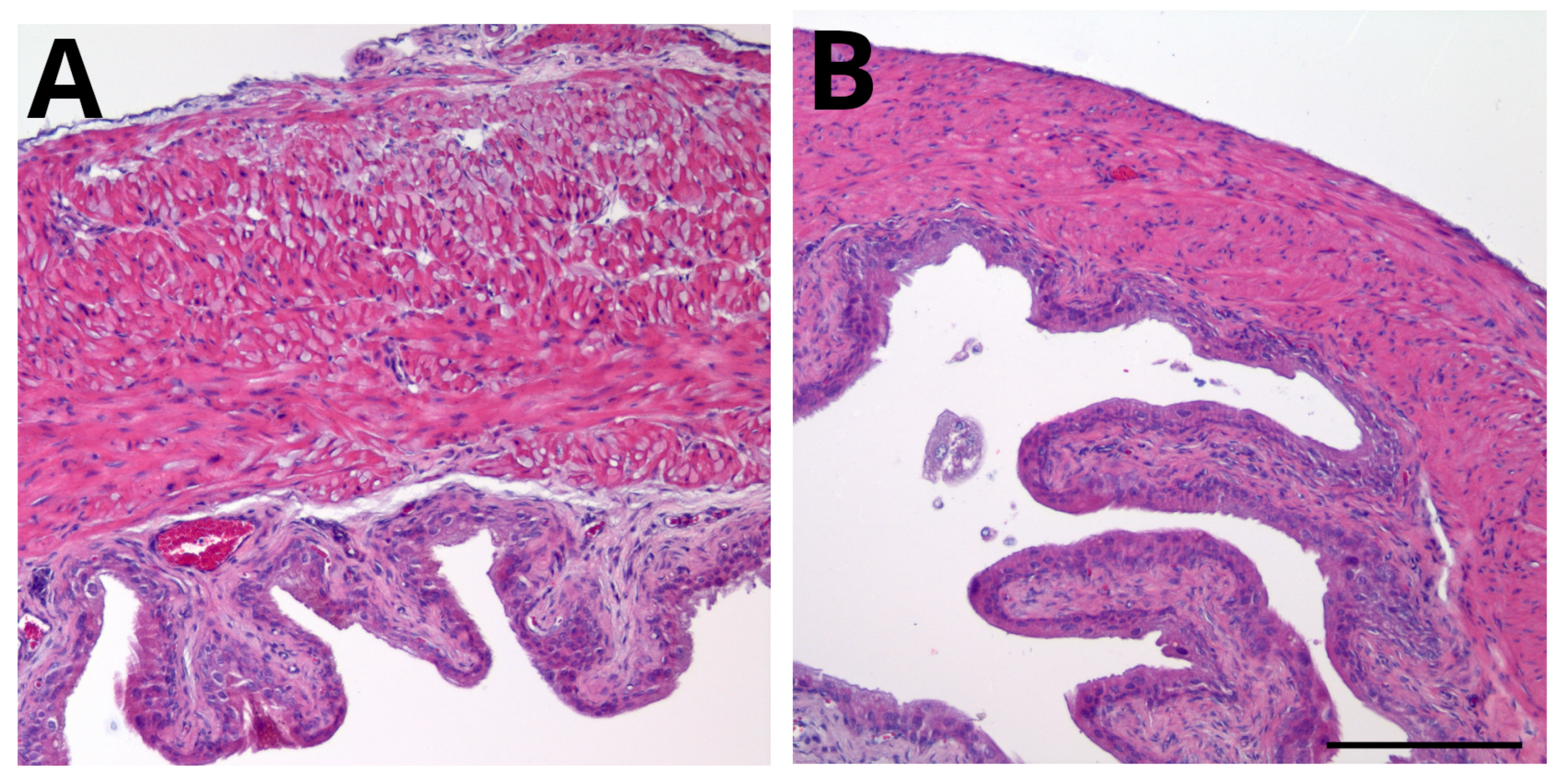 Ijms 25 04484 g003 Ijms 25 04484 g003