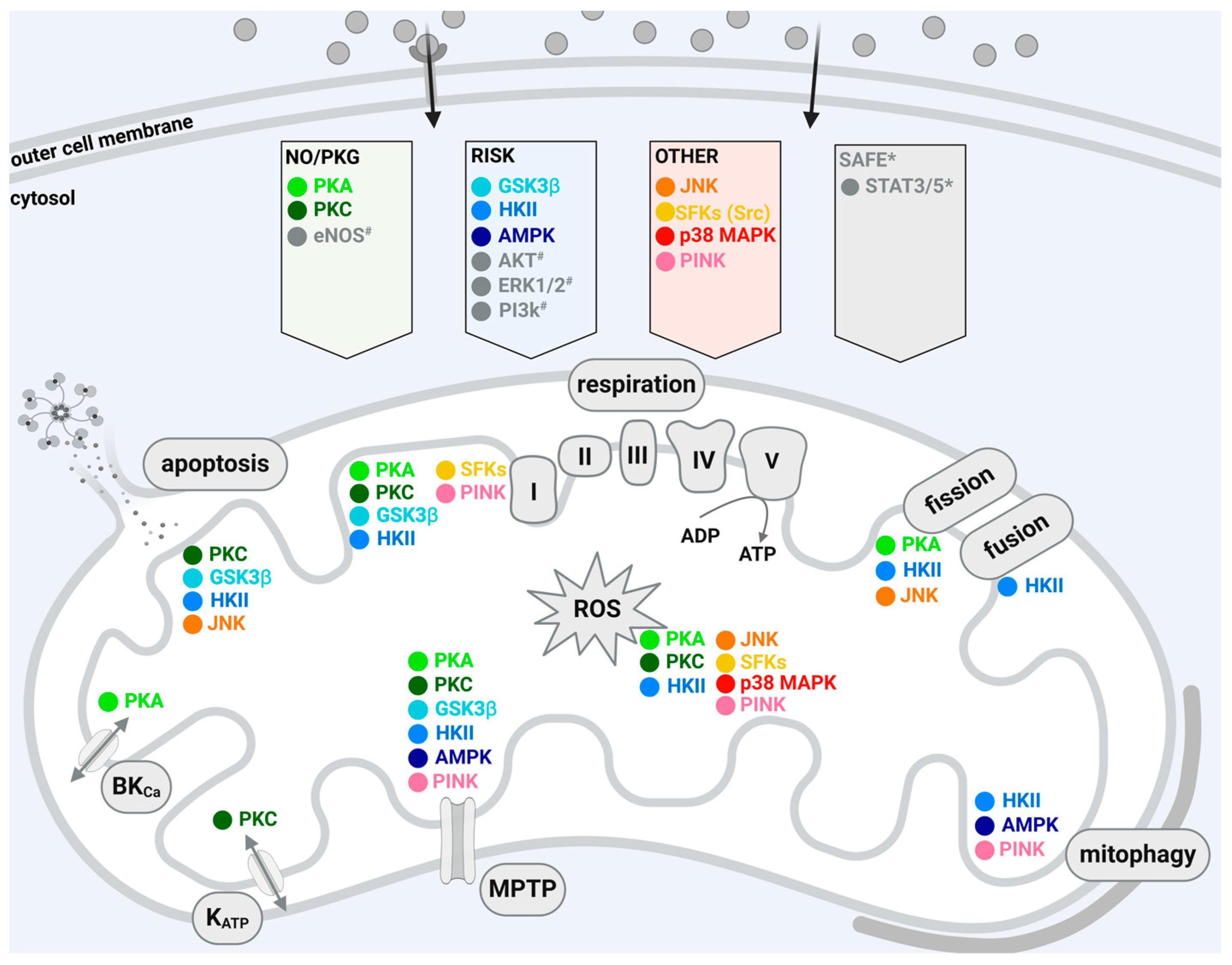 Mitochondrial Kinase Signaling for Cardioprotection Biology Diagrams