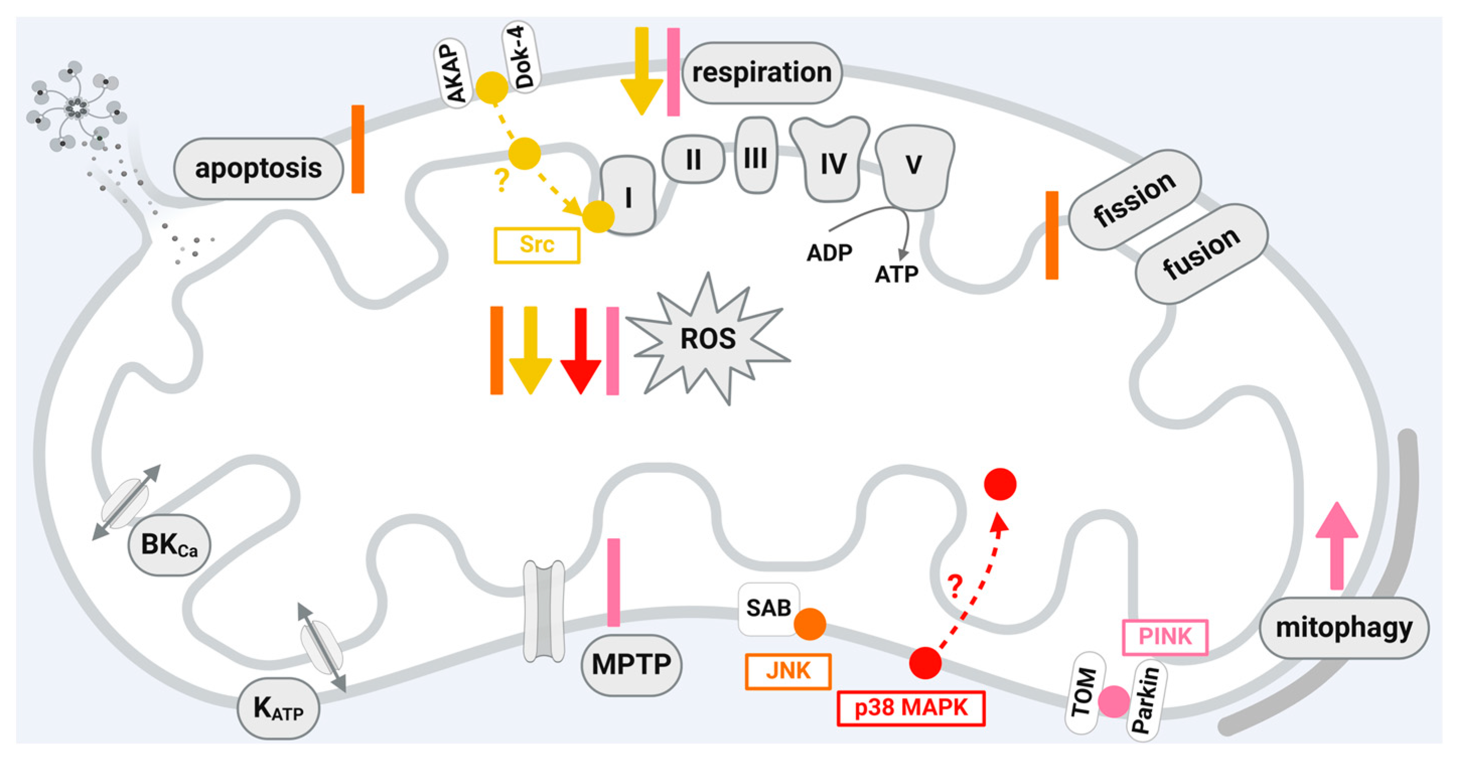 Mitochondrial Kinase Signaling for Cardioprotection Biology Diagrams