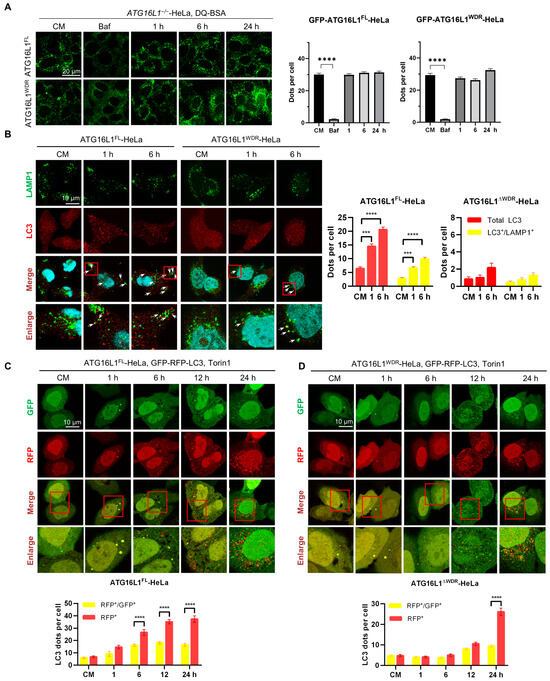 Missing WD40 Repeats in ATG16L1 Delays Canonical Autophagy