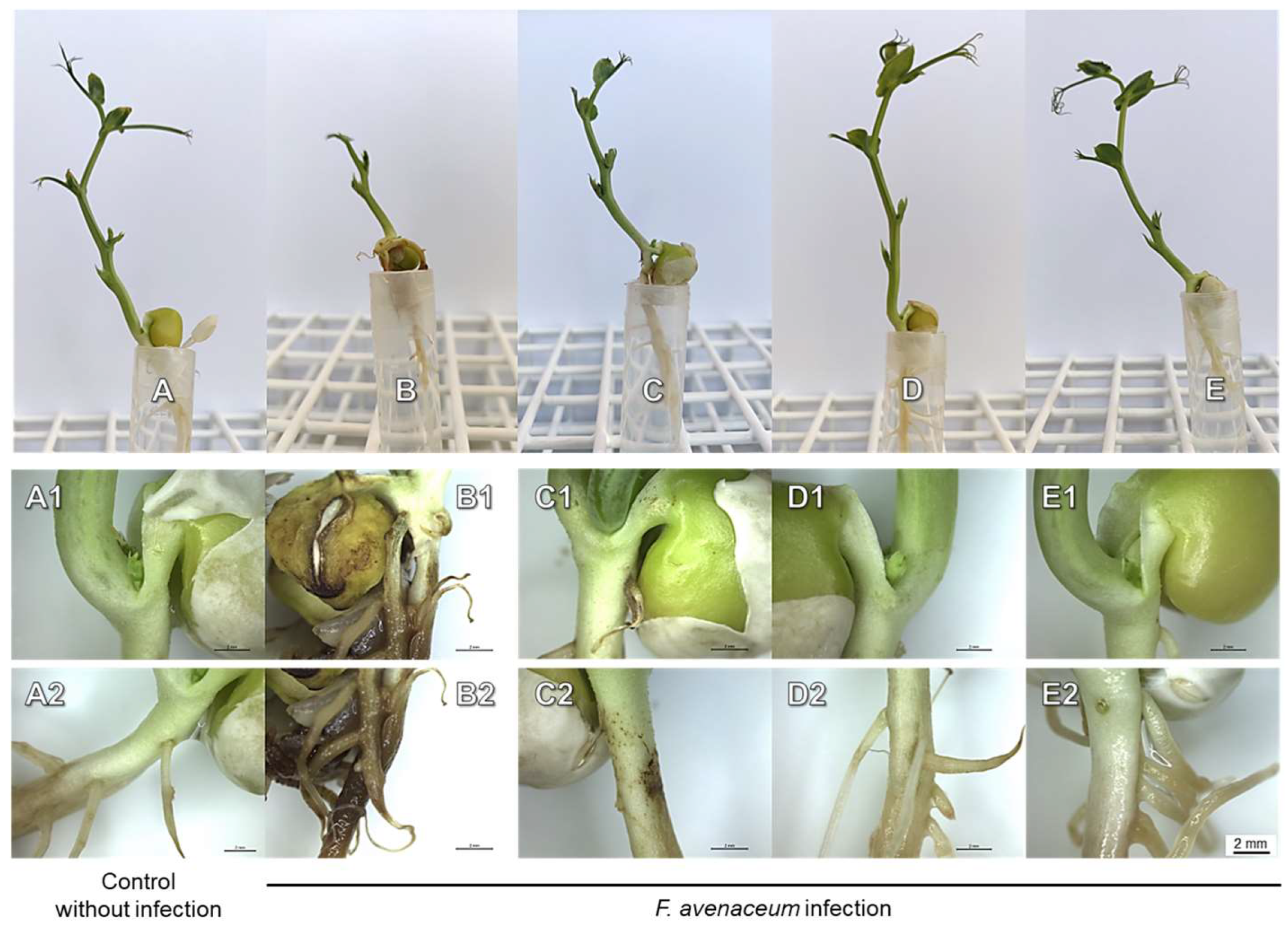 Ijms 25 04525 g004 Ijms 25 04525 g004