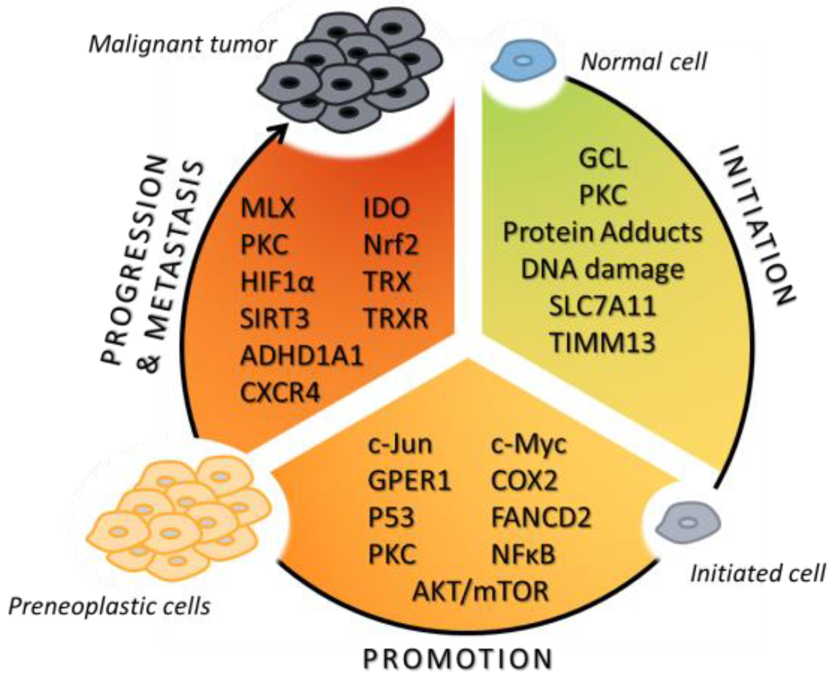 Ijms 25 04559 g001 Ijms 25 04559 g001