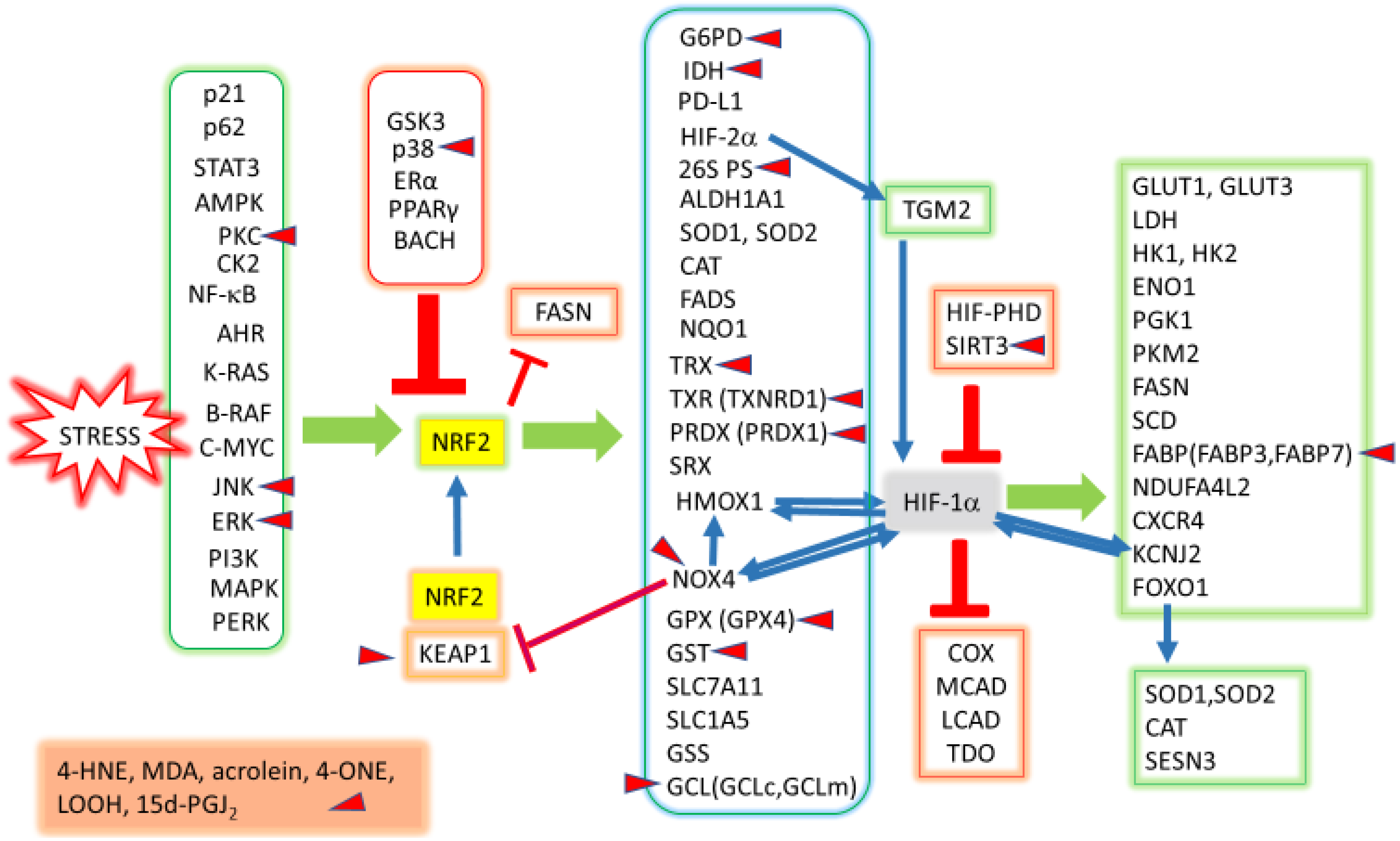 Ijms 25 04559 g002 Ijms 25 04559 g002