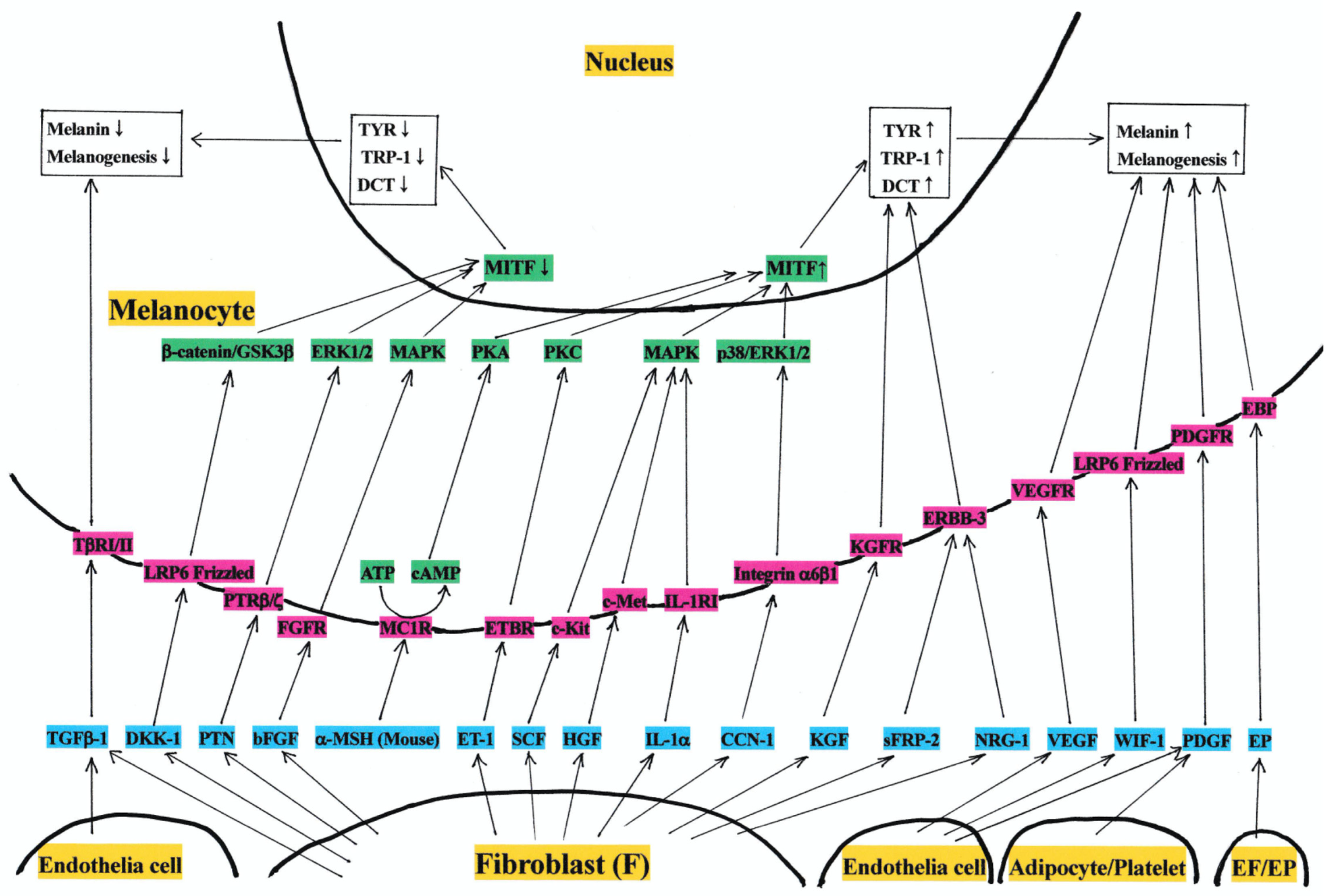 Ijms 25 04560 g001 Ijms 25 04560 g001