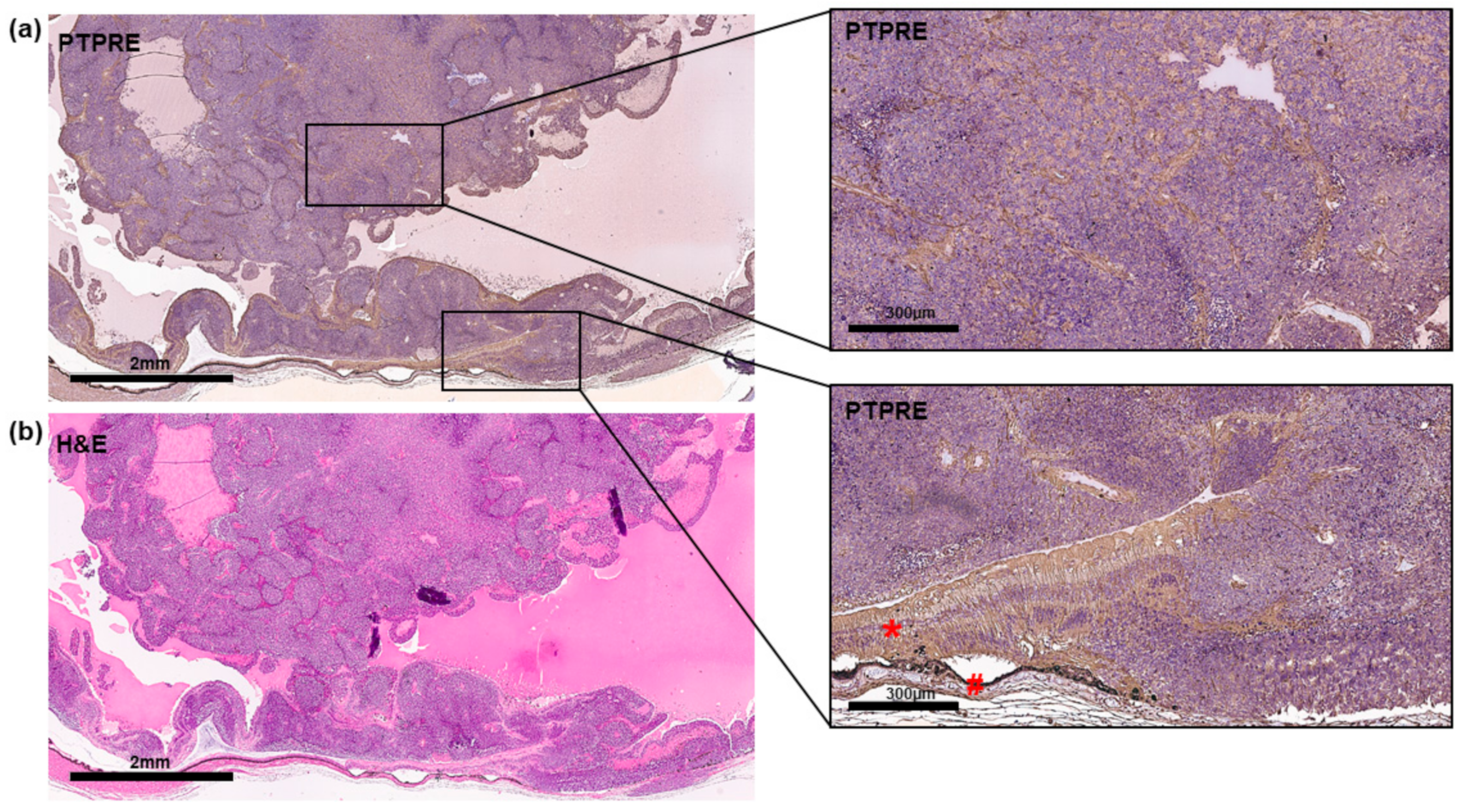 Ijms 25 04572 g002 Ijms 25 04572 g002