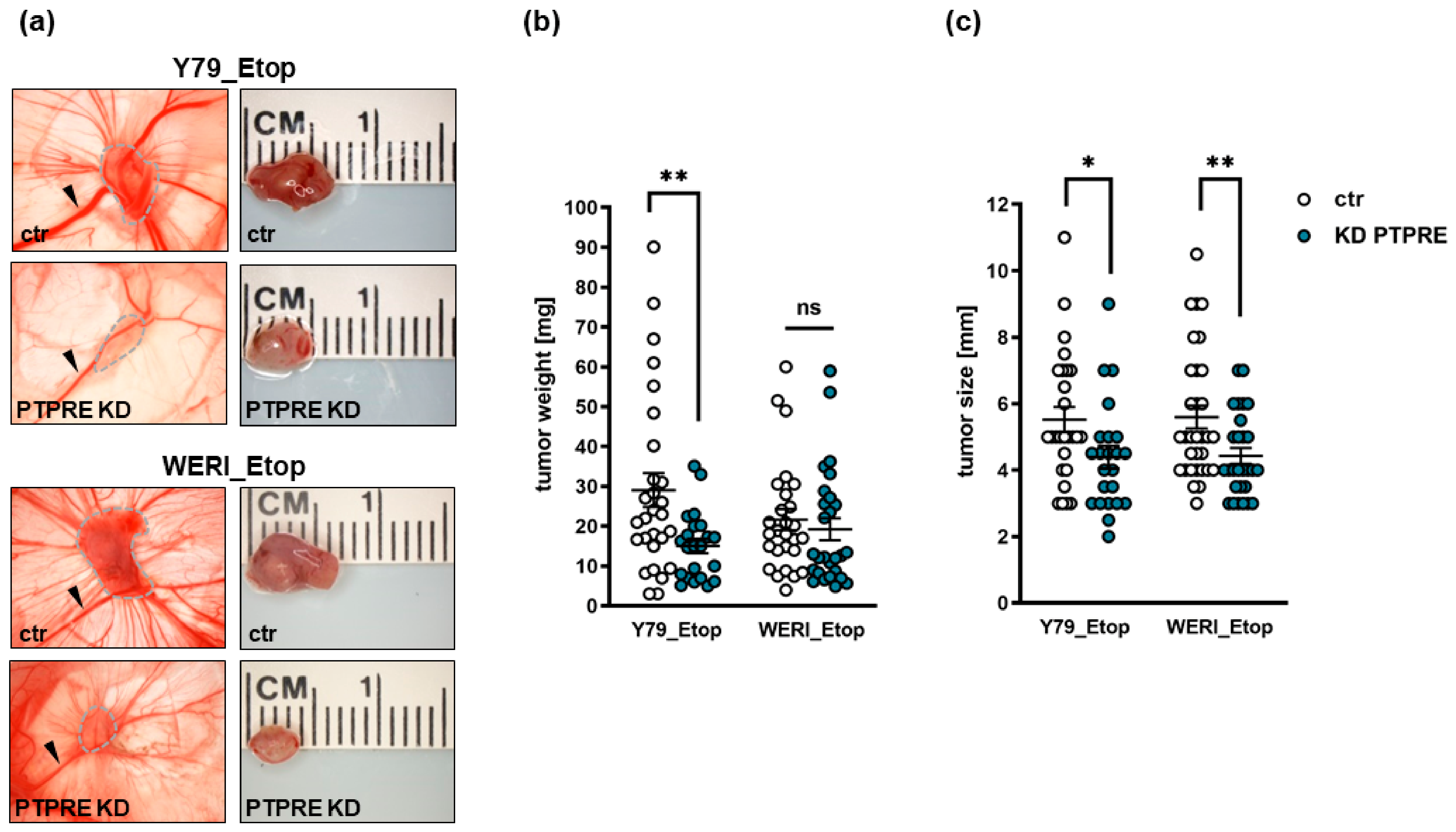 Ijms 25 04572 g010 Ijms 25 04572 g010
