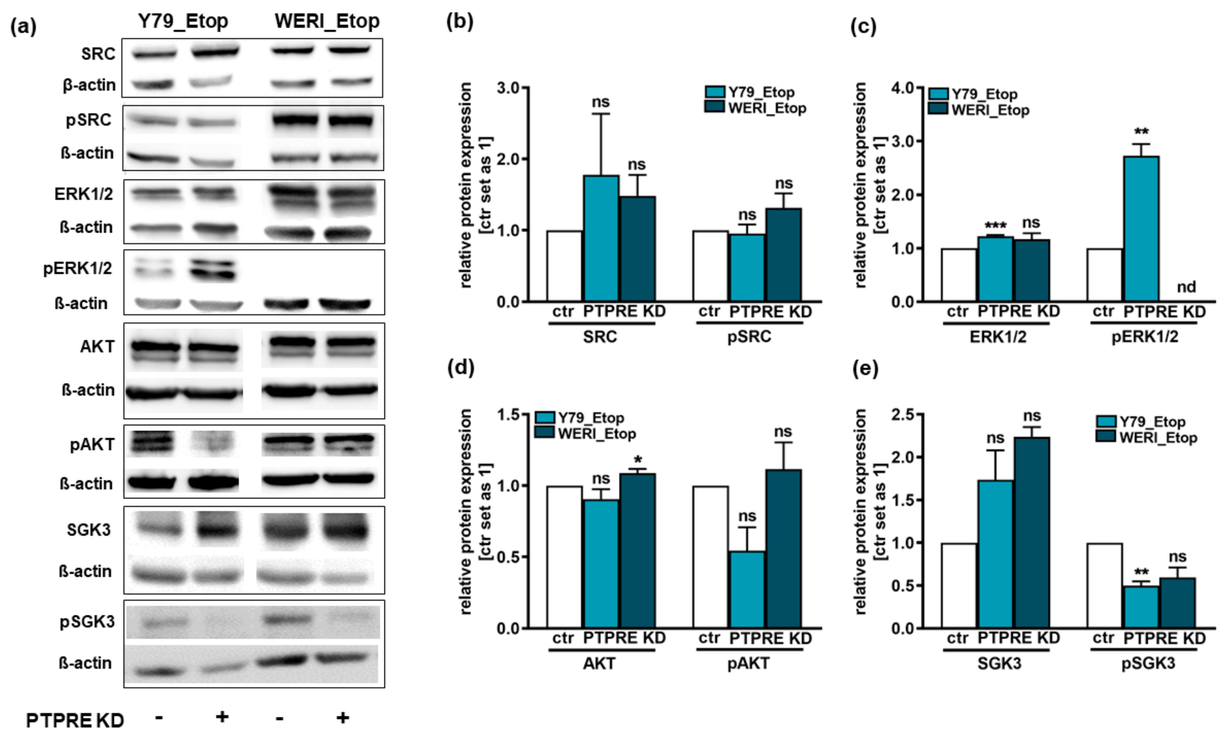 Ijms 25 04572 g012 Ijms 25 04572 g012