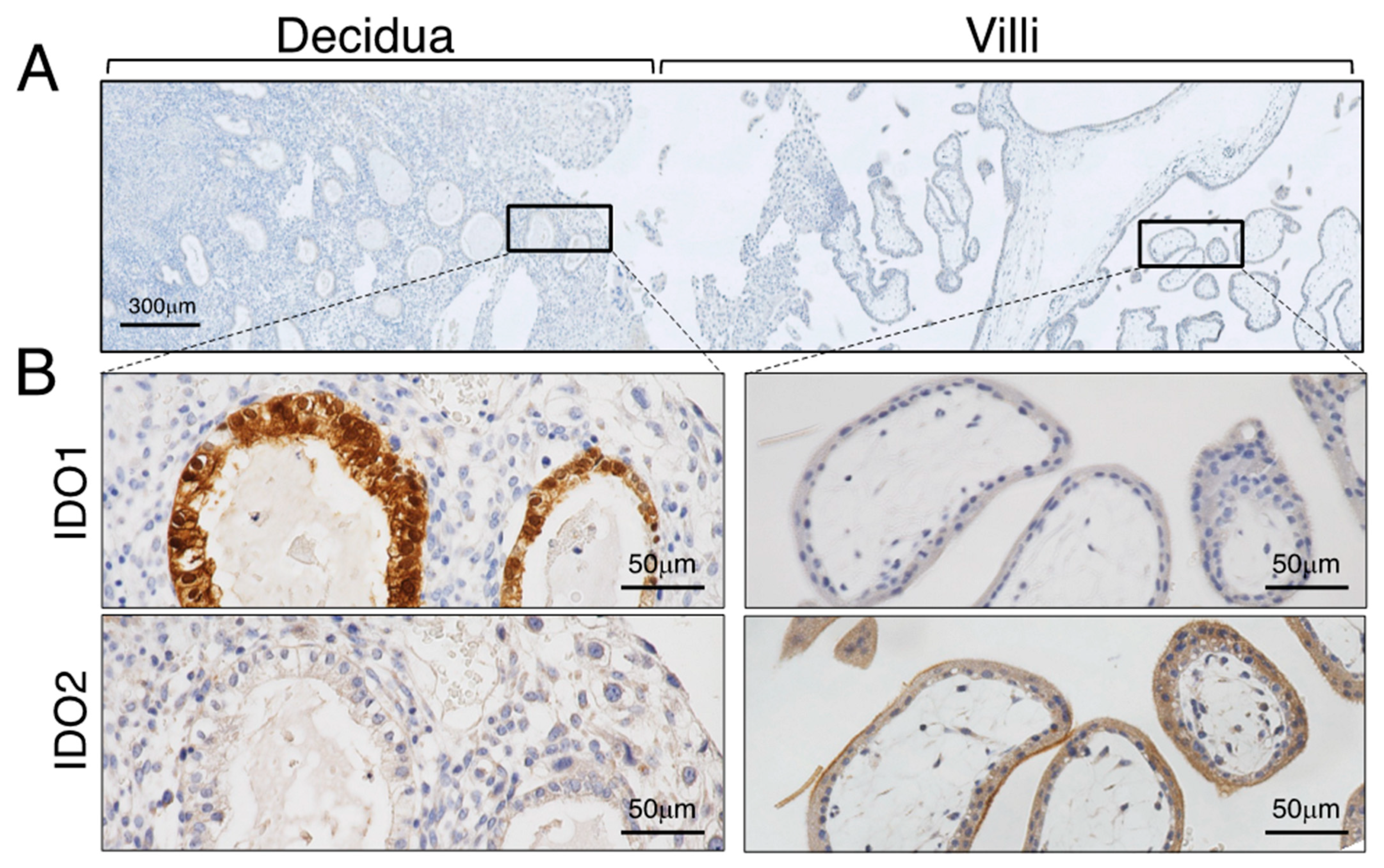 Ijms 25 04577 g003 Ijms 25 04577 g003