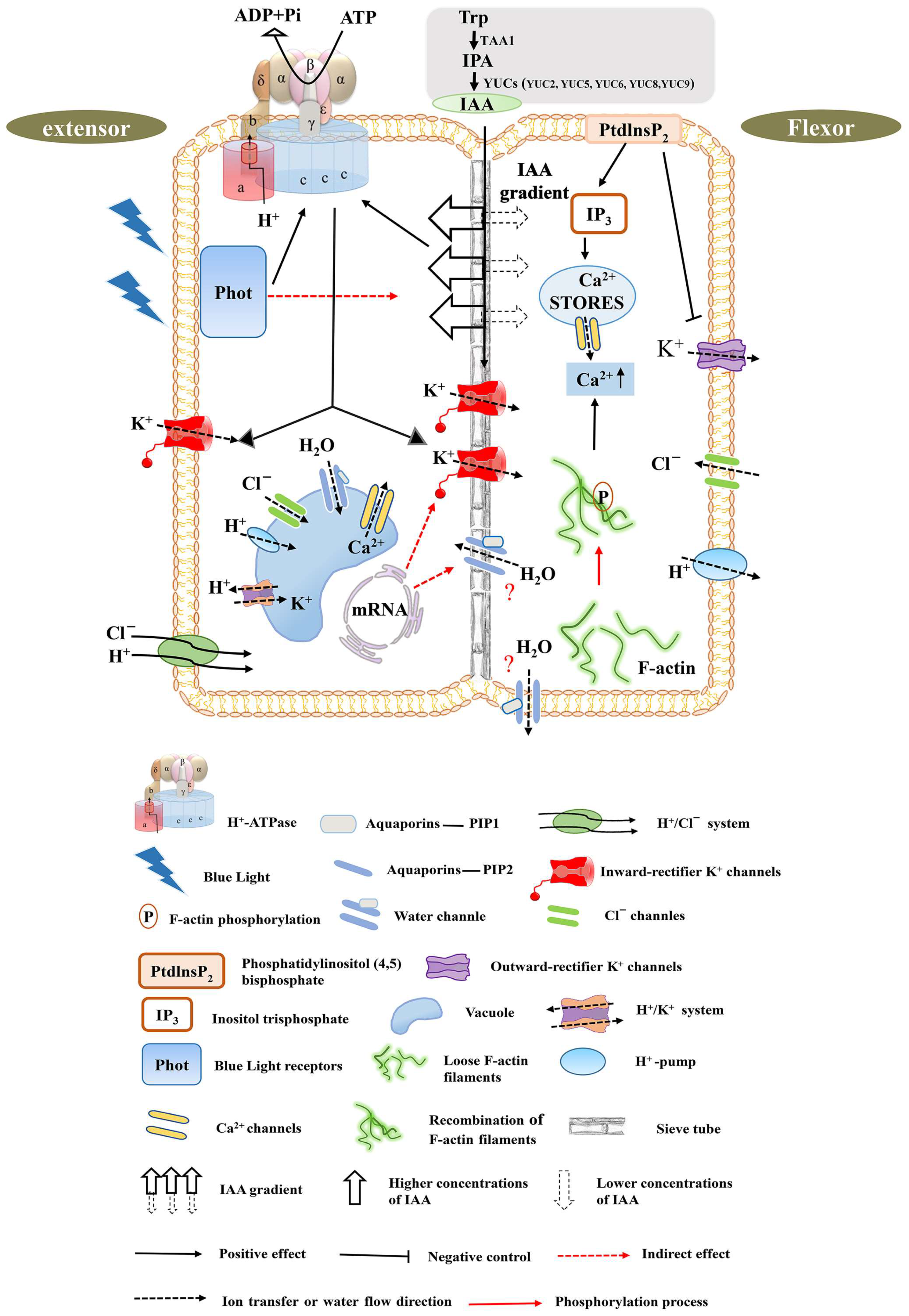 Ijms 25 04582 g003 Ijms 25 04582 g003
