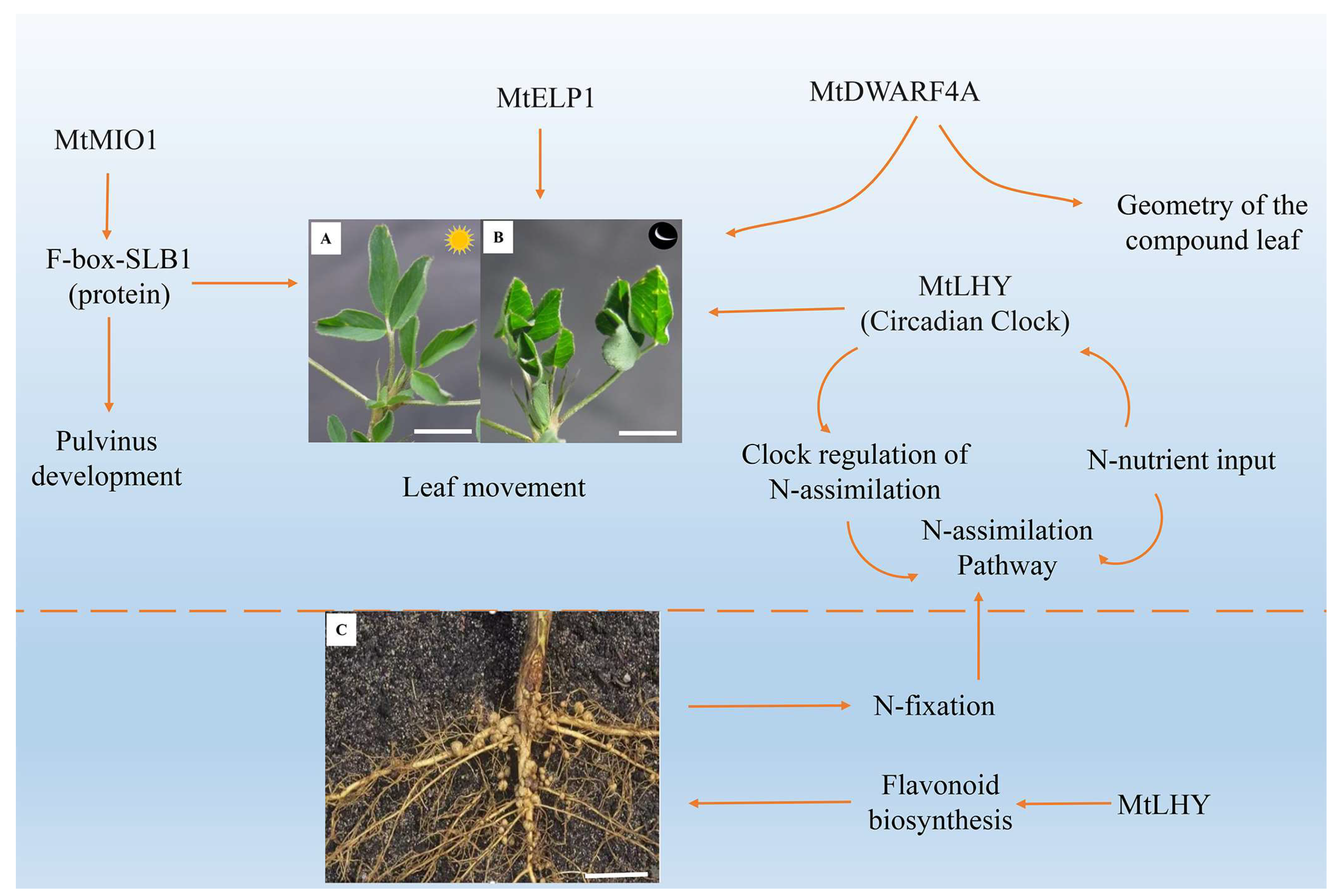 Ijms 25 04582 g004 Ijms 25 04582 g004