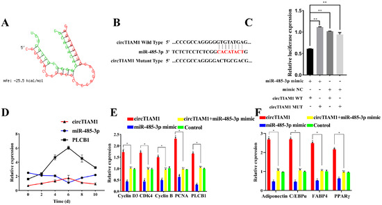 Elucidating the Role of circTIAM1 in Guangling Large-Tailed Sheep ...