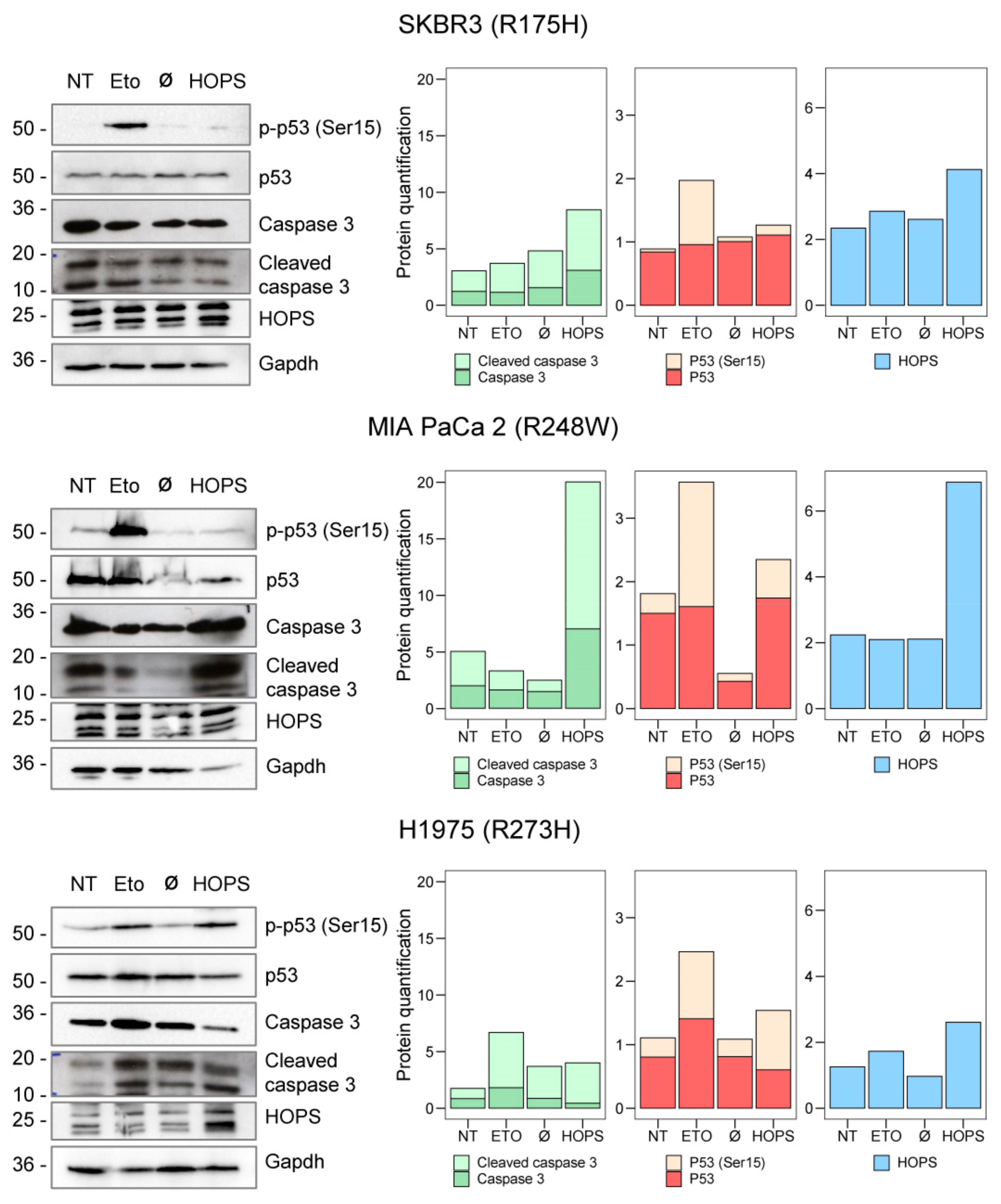 Ijms 25 04600 g004 Ijms 25 04600 g004