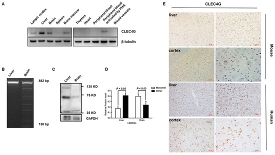 Reduced Expression of CLEC4G in Neurons Is Associated with 