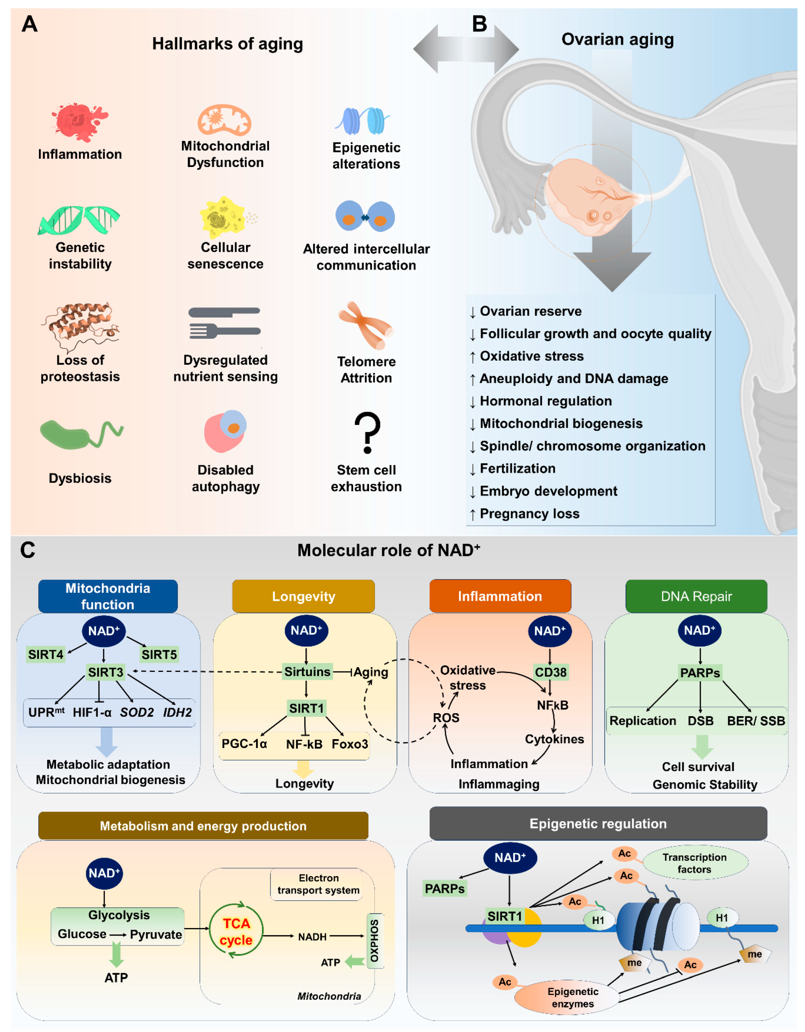 Ijms 25 04680 g001 Ijms 25 04680 g001
