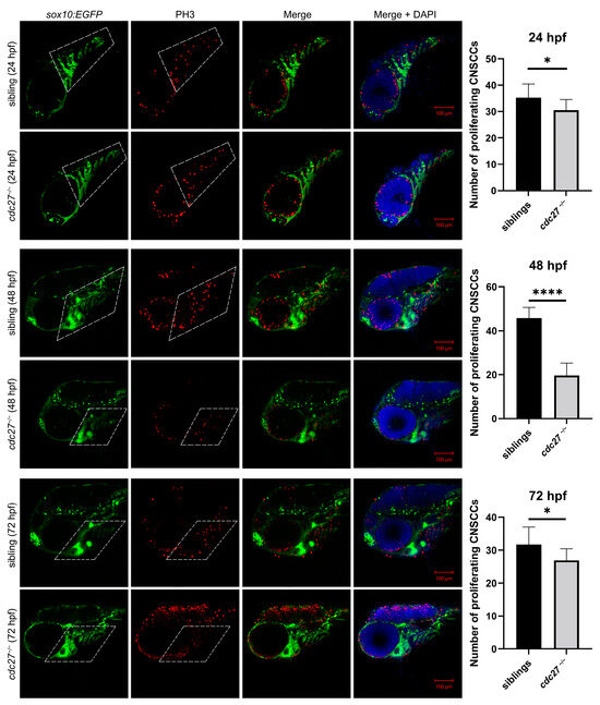 Functional and Genetic Analyses Unveil the Implication of CDC27 in ...