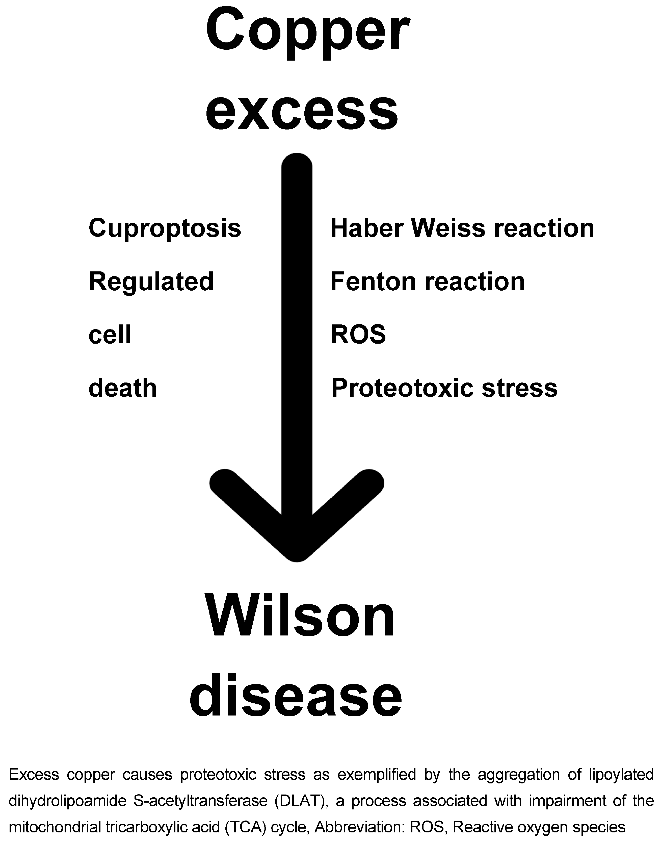 Wilson Disease: Copper-Mediated Cuproptosis, Iron-Related 