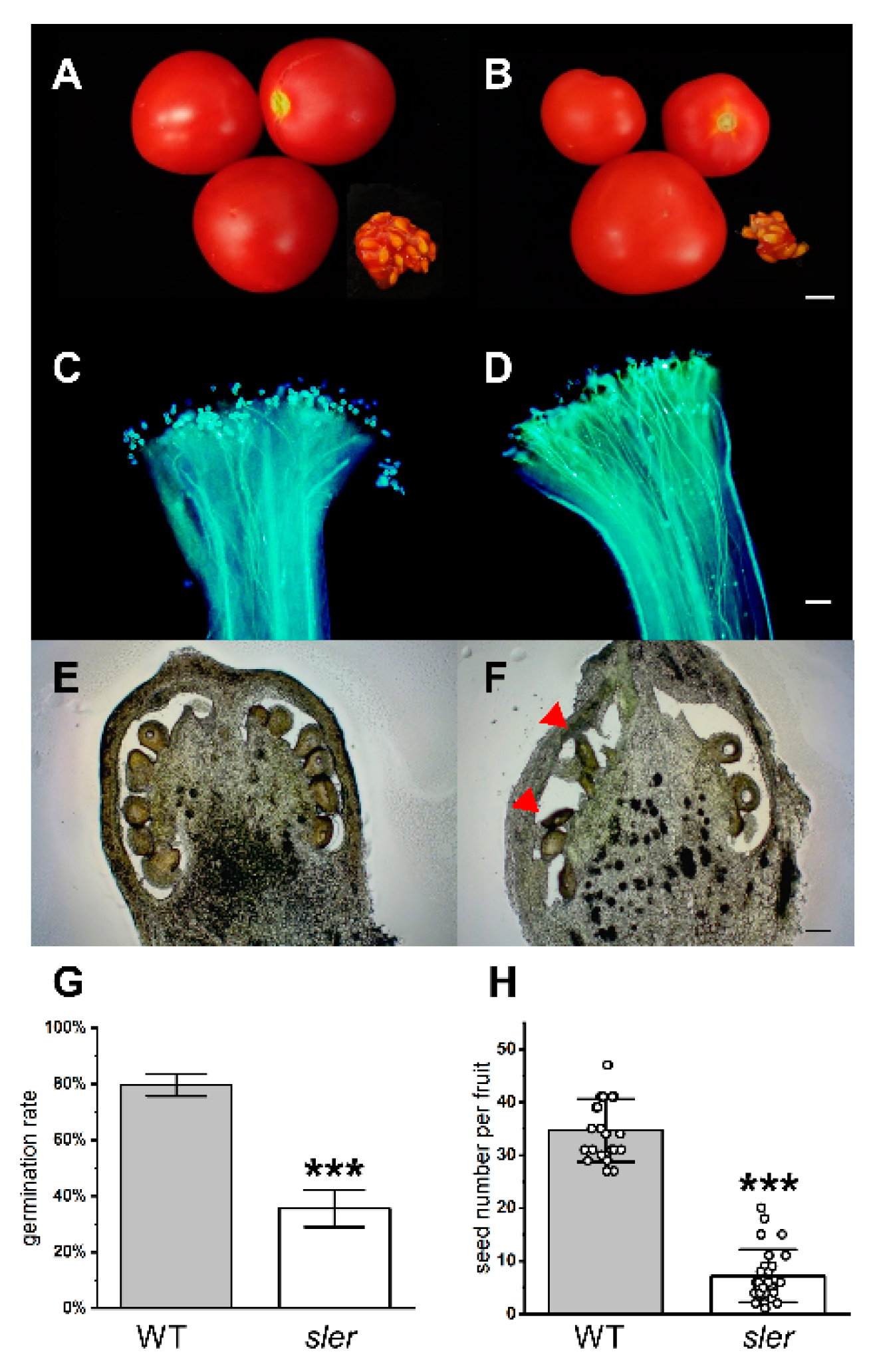 Ijms 25 04754 g002 Ijms 25 04754 g002