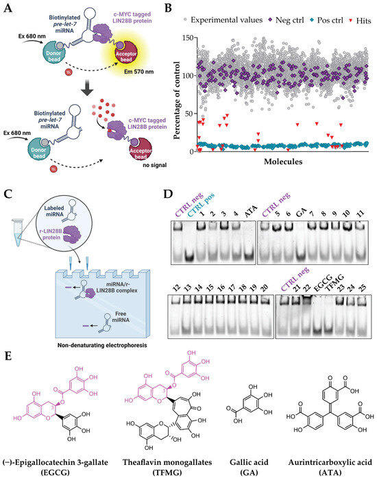 EGCG Disrupts the LIN28B/Let-7 Interaction and Reduces Neuroblastoma ...