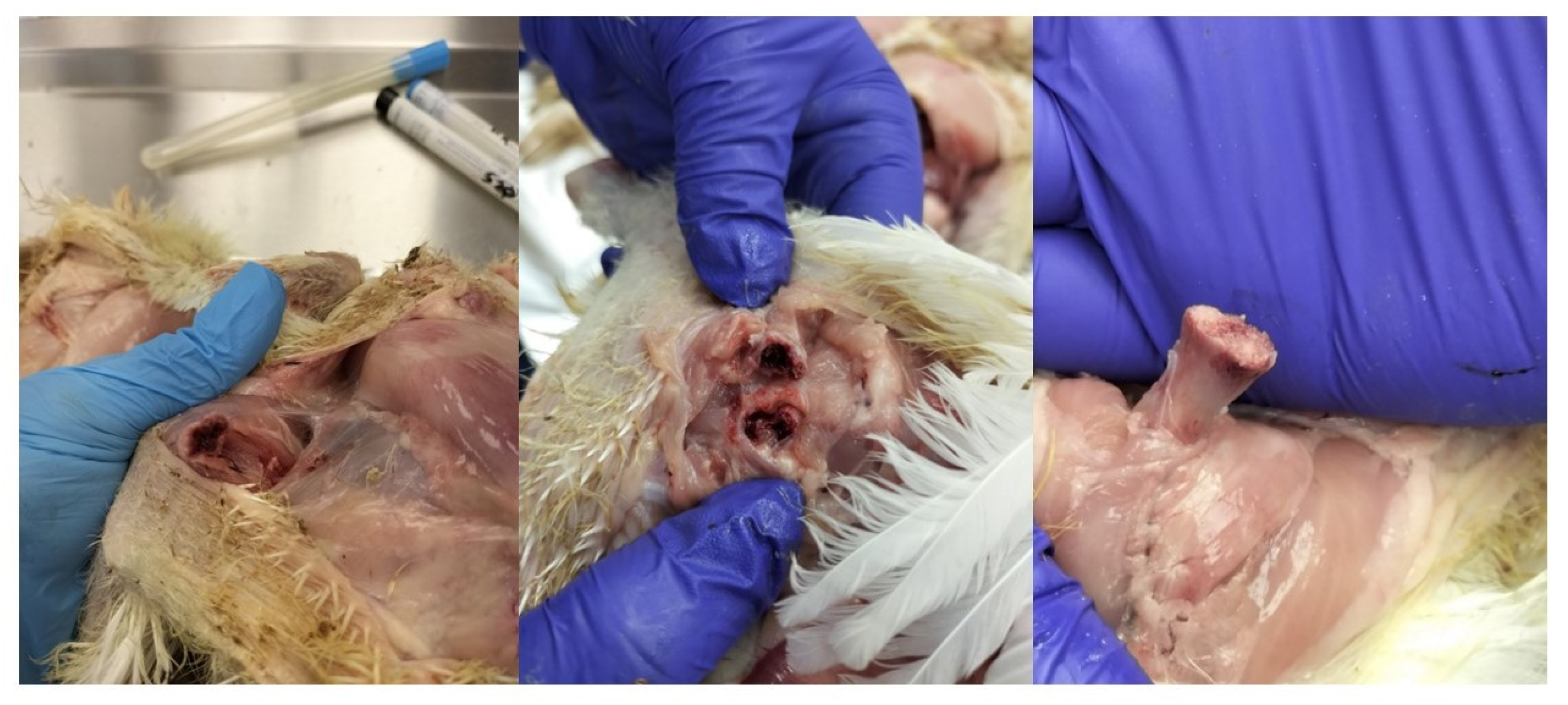 Ijms 25 04797 g002 Ijms 25 04797 g002