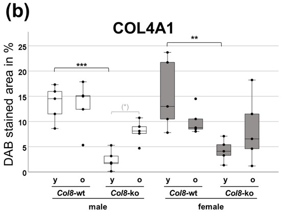 The Role of Collagen VIII in the Aging Mouse Kidney