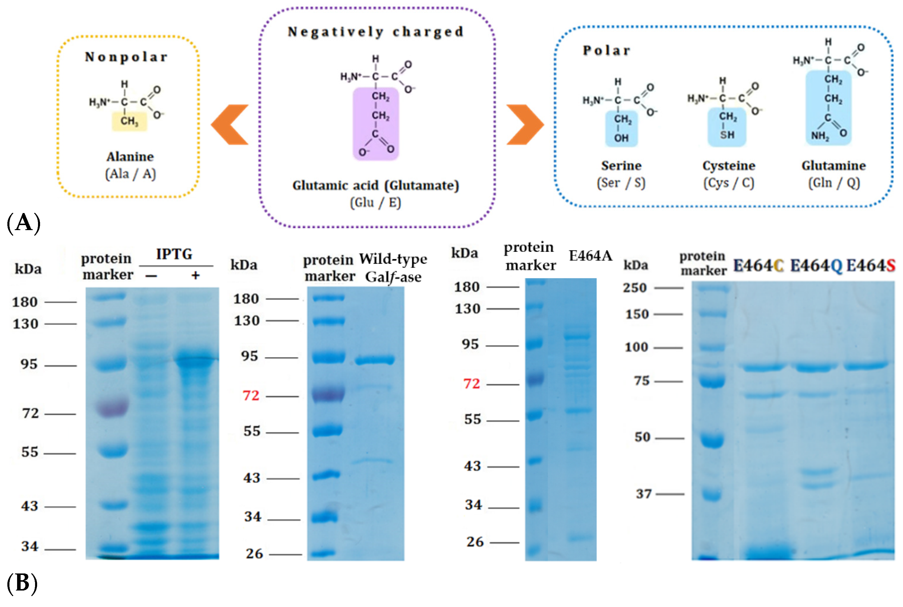 Ijms 25 04826 g003 Ijms 25 04826 g003