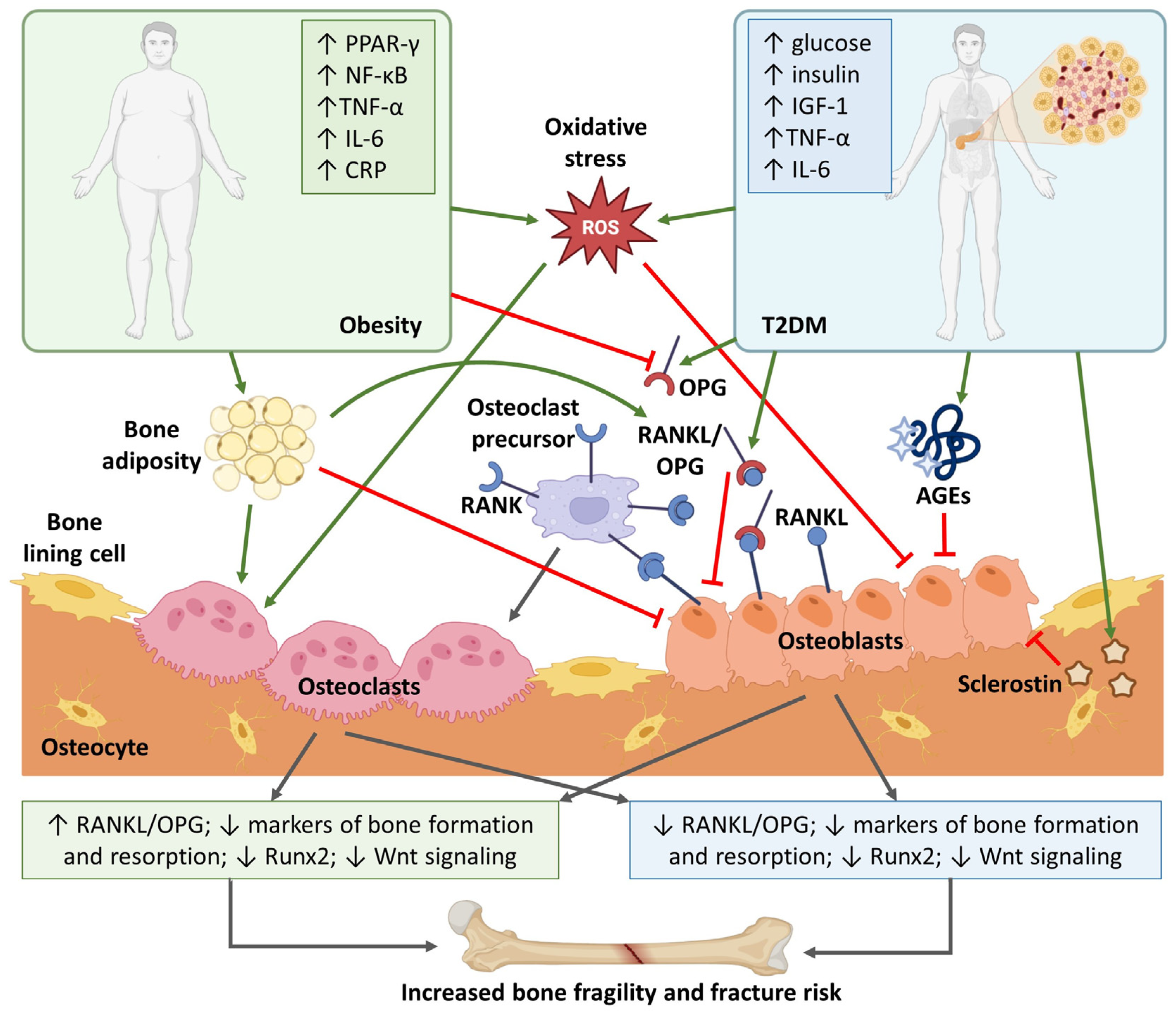 Ijms 25 04827 g002 Ijms 25 04827 g002
