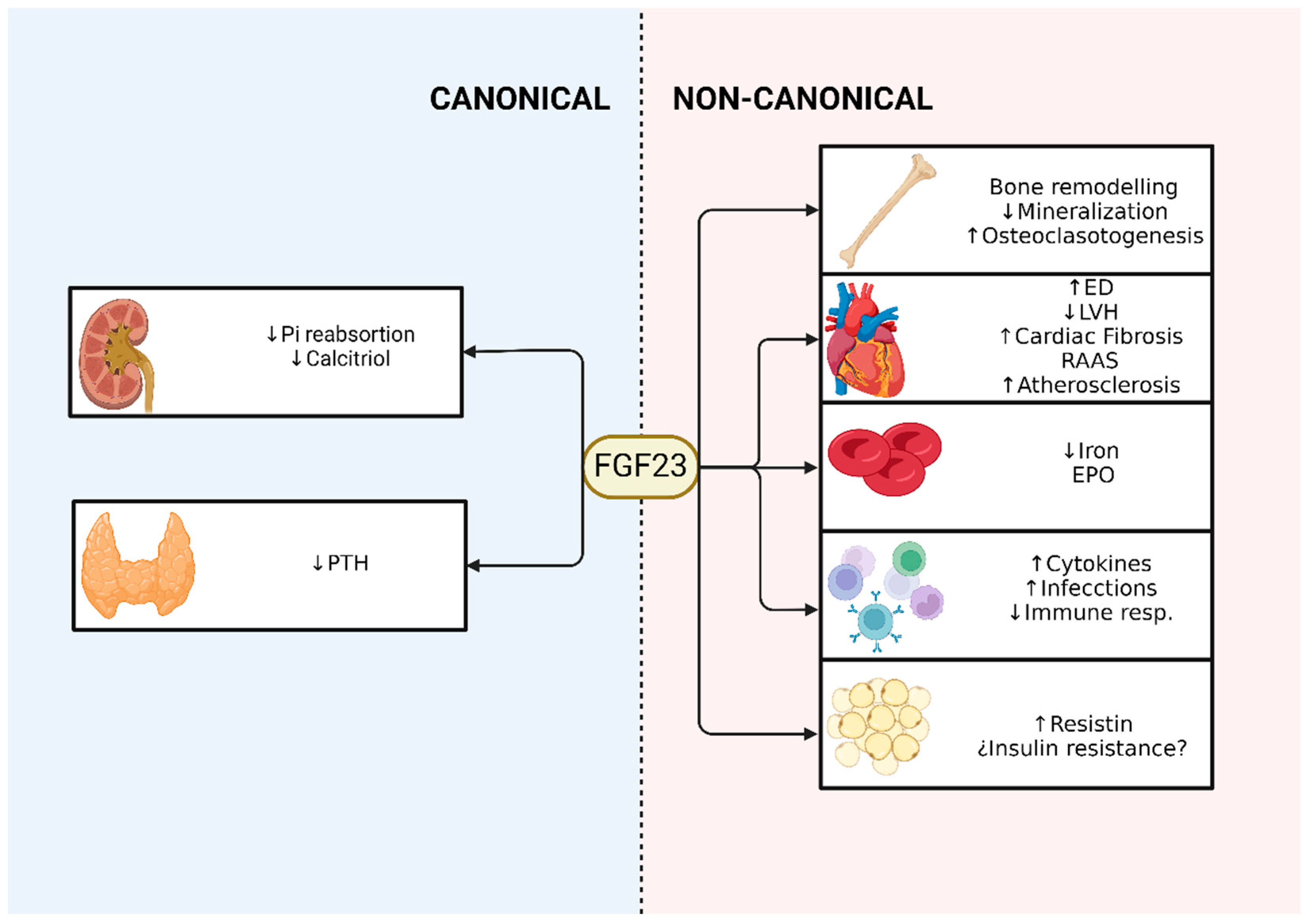 Ijms 25 04875 g002 Ijms 25 04875 g002