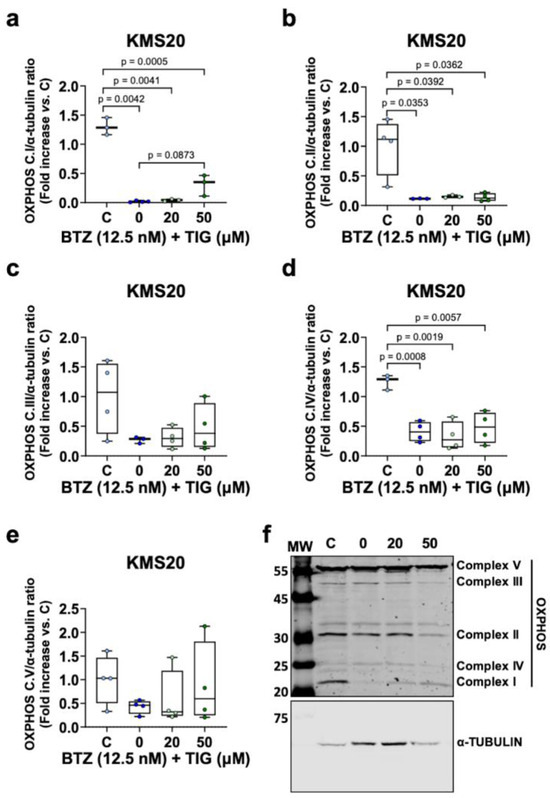 Tigecycline Opposes Bortezomib Effect on Myeloma Cells Decreasing