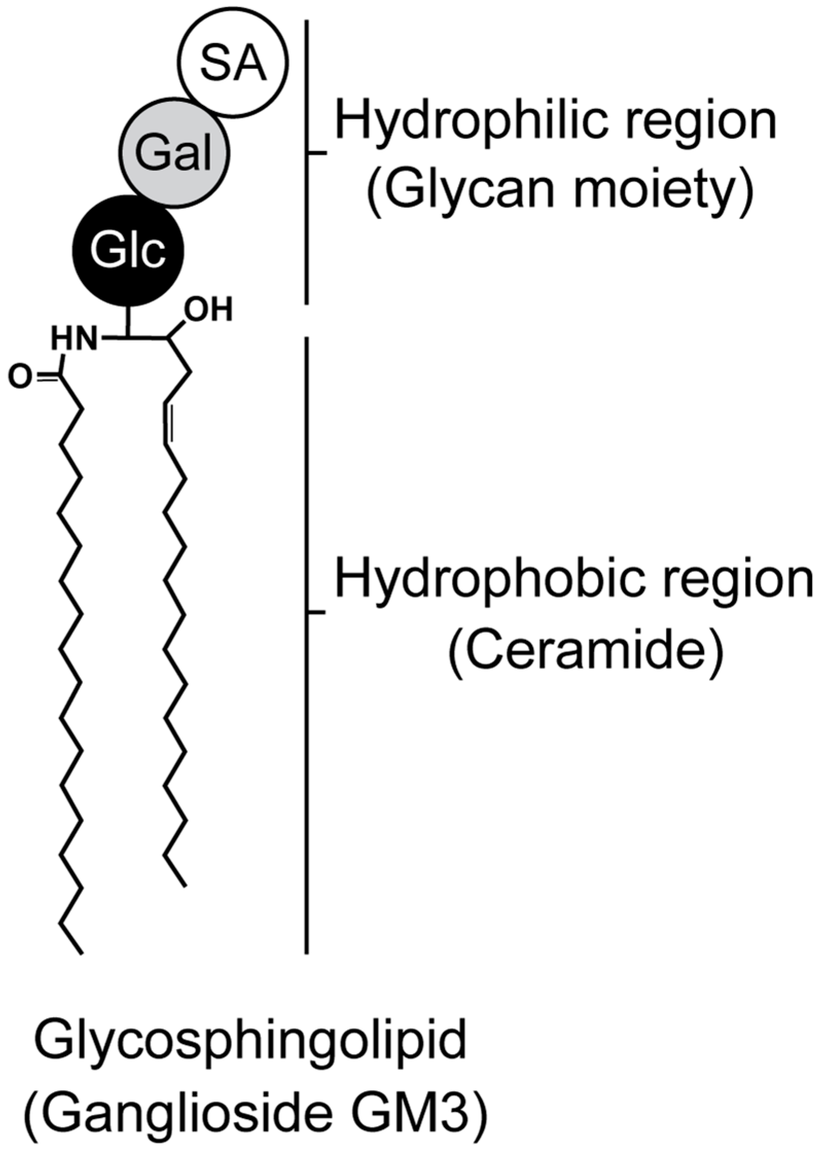 Ijms 25 04890 g001 Ijms 25 04890 g001