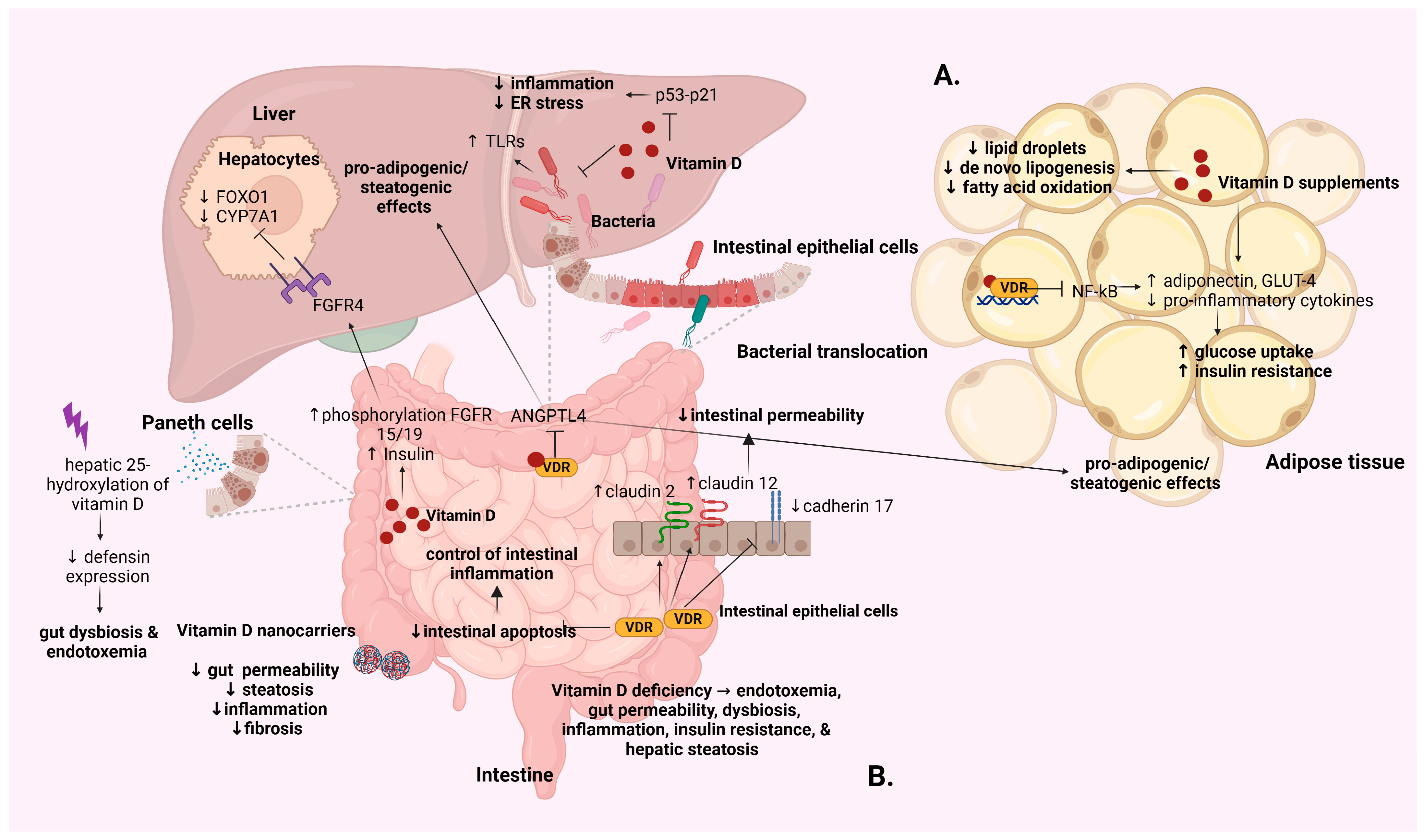 Vitamin D and Metabolic Dysfunction-Associated Steatotic
