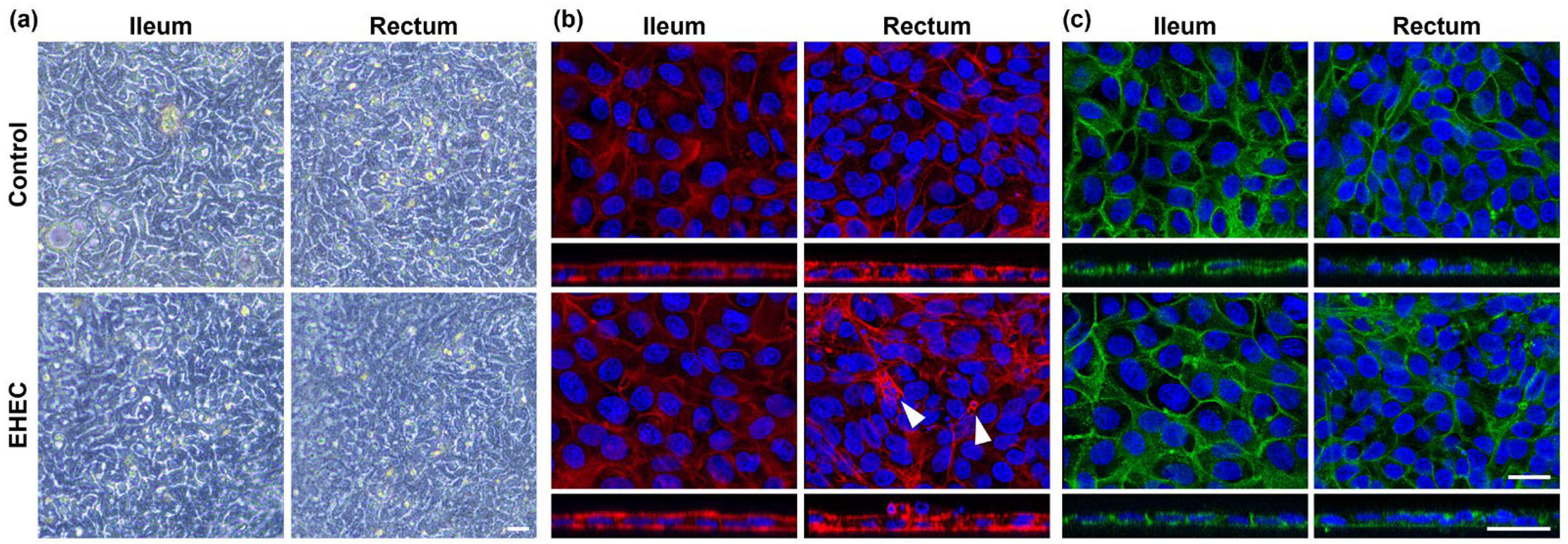 Ijms 25 04914 g002 Ijms 25 04914 g002