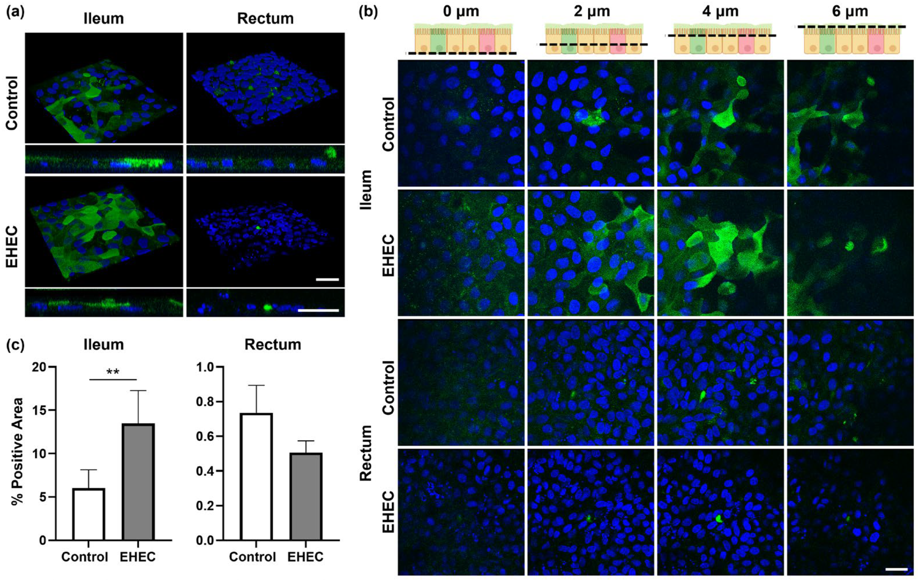 Ijms 25 04914 g003 Ijms 25 04914 g003