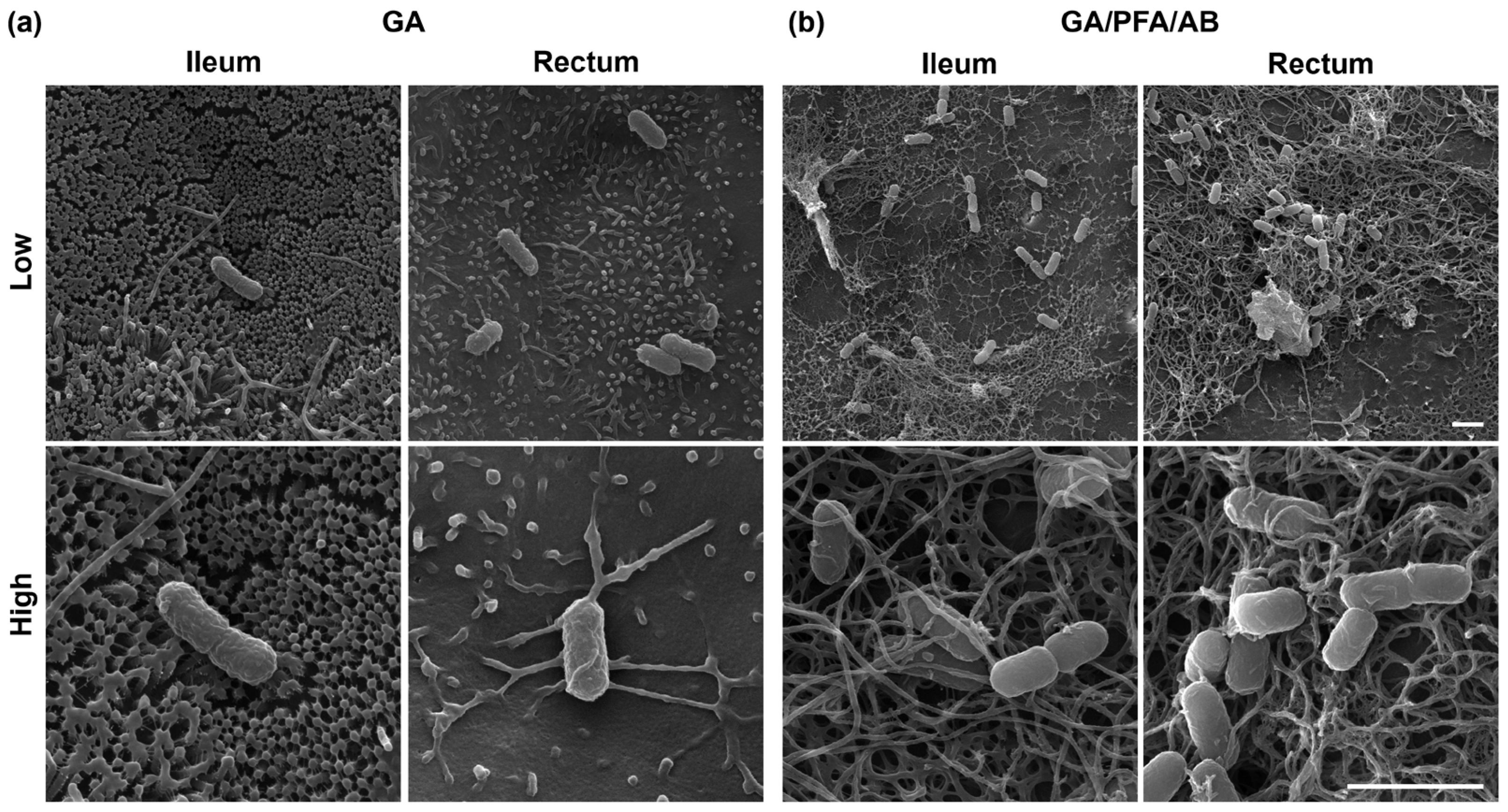 Ijms 25 04914 g005 Ijms 25 04914 g005