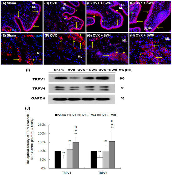 h‼︎ Low-Intensity Extracorporeal Shock Wave Therapy Ameliorates