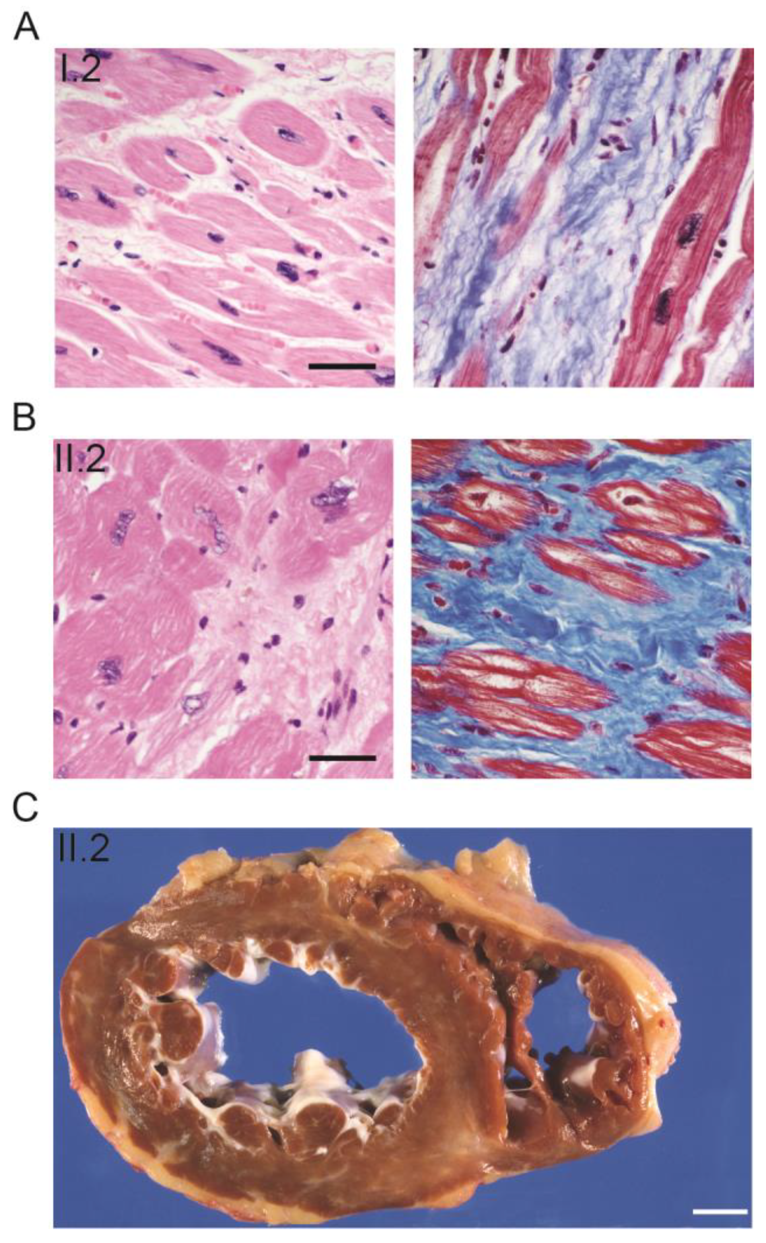 Ijms 25 04930 g002 Ijms 25 04930 g002