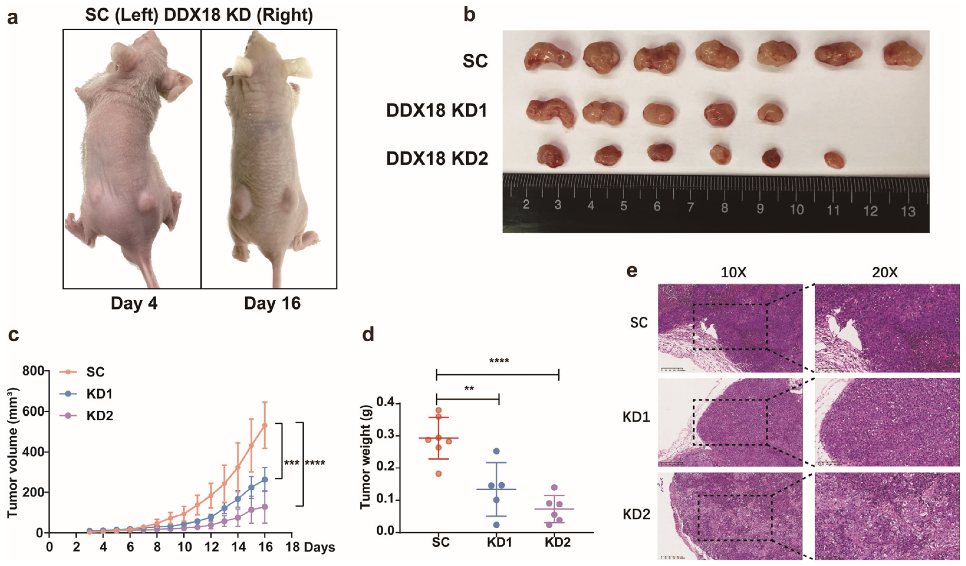 Ijms 25 04953 g004 Ijms 25 04953 g004