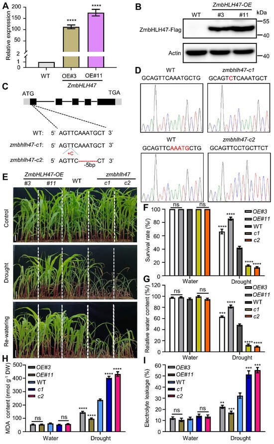 超爆安 The ZmbHLH47-ZmSnRK2.9 Module Promotes Drought Tolerance in 検査キット