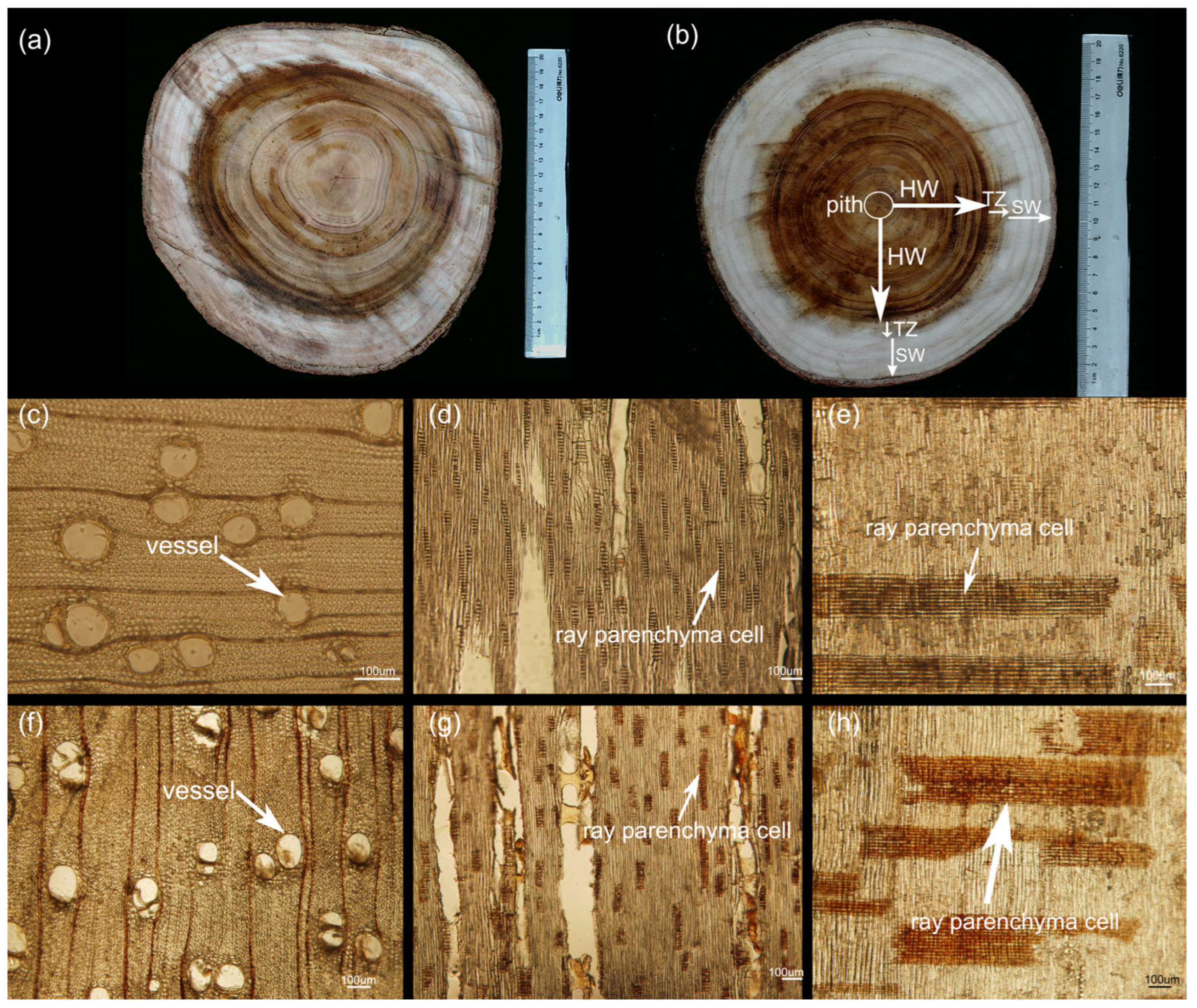 Ijms 25 04974 g001 Ijms 25 04974 g001