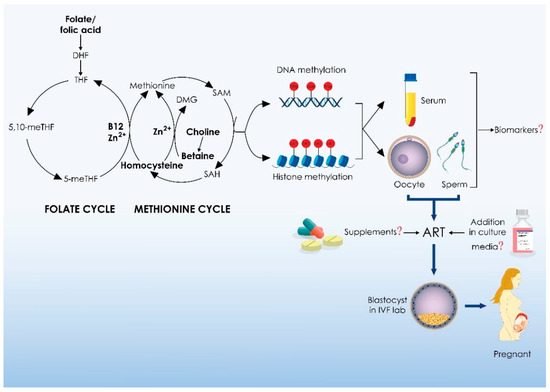 The Role of One-Carbon Metabolism and Methyl Donors in Medically Assisted Reproduction: A Narrative Review of the Literature The Role of One-Carbon Metabolism and Methyl Donors in Medically Assisted Reproduction: A Narrative Review of the Literature