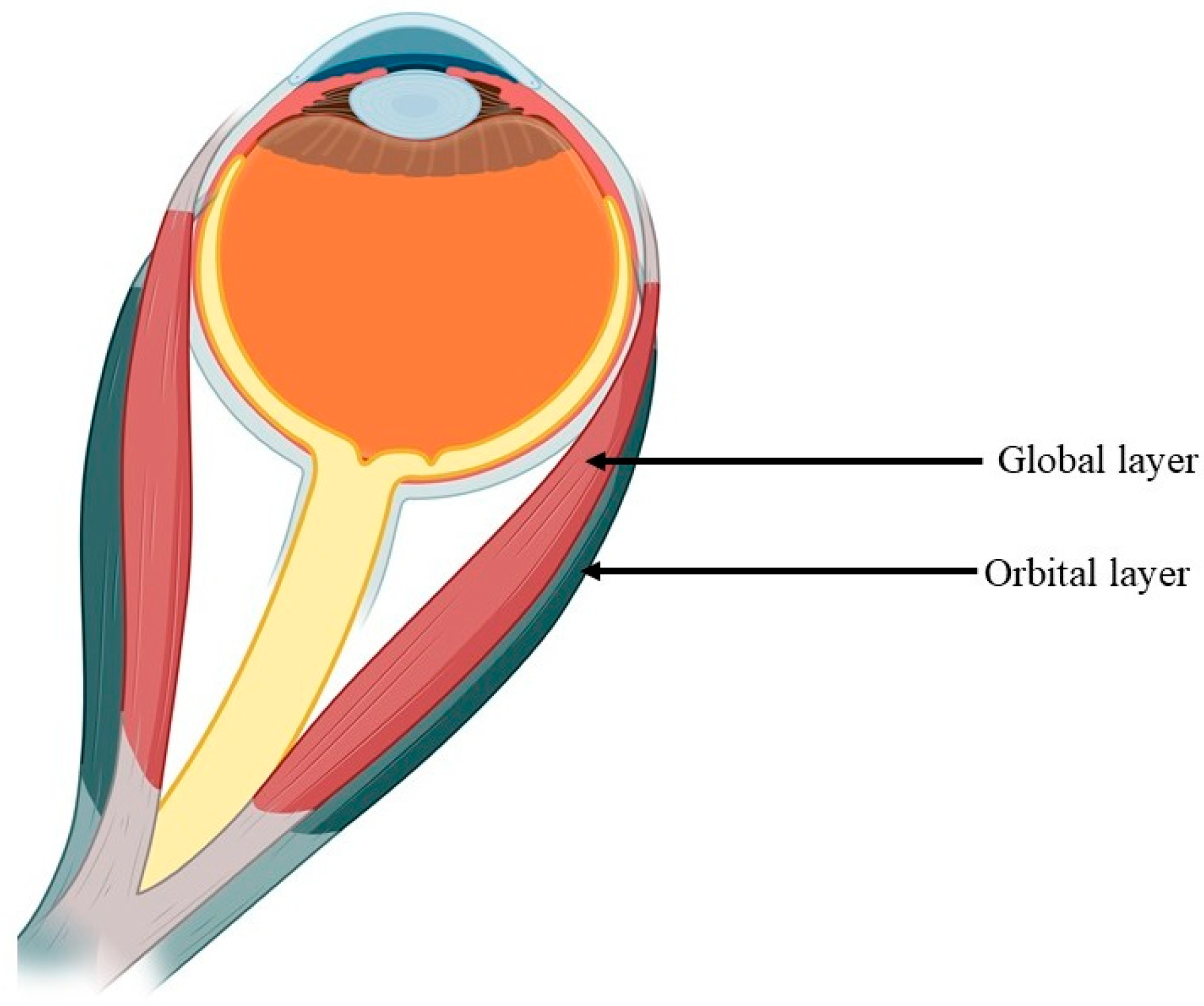Ijms 25 04985 g002 Ijms 25 04985 g002