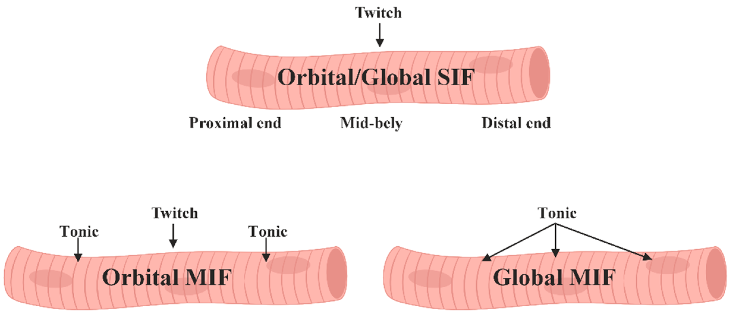 Ijms 25 04985 g004 Ijms 25 04985 g004