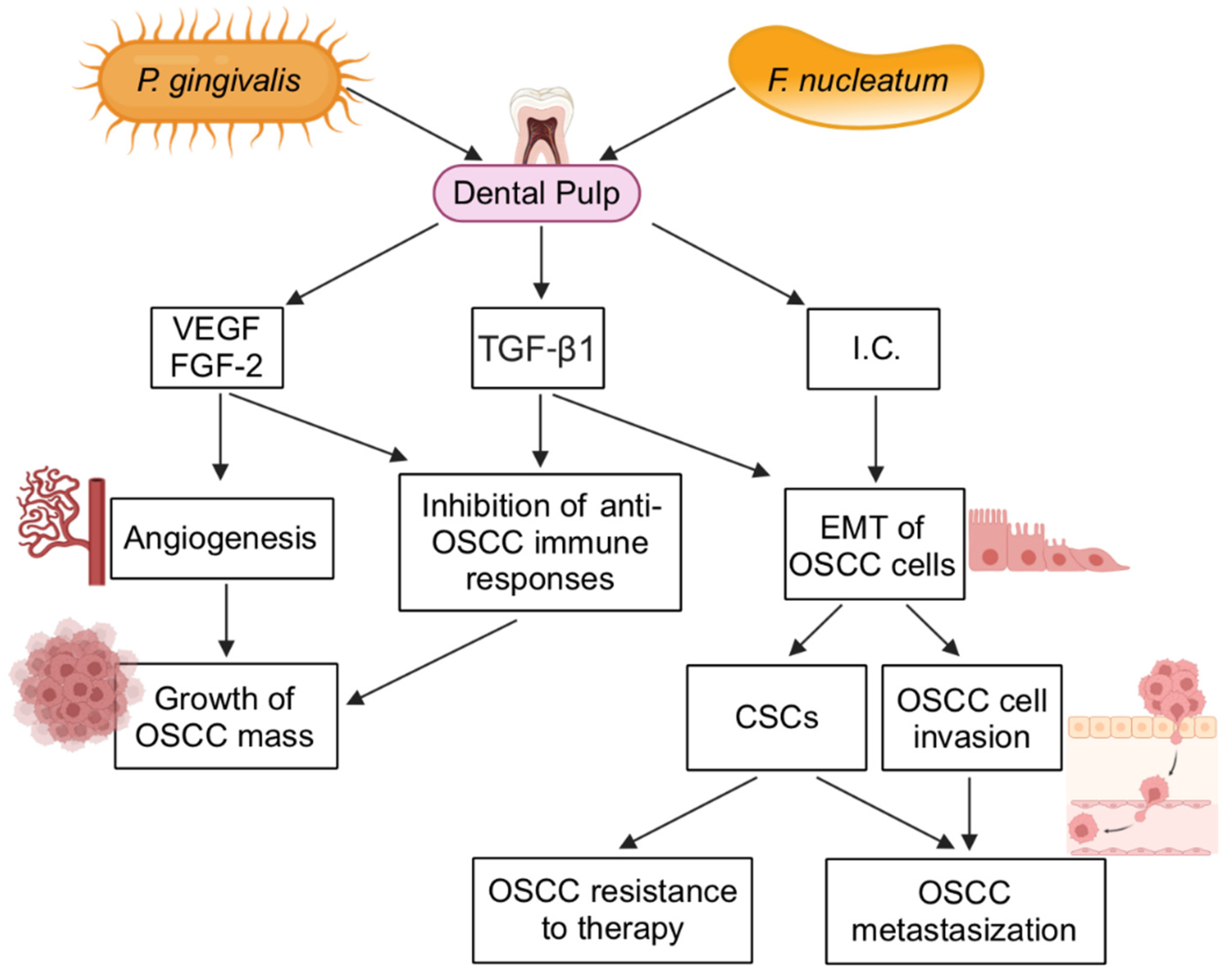 人気メーカー・ブランド About a by Infections Endodontic of Impact Possible ルアー・フライ